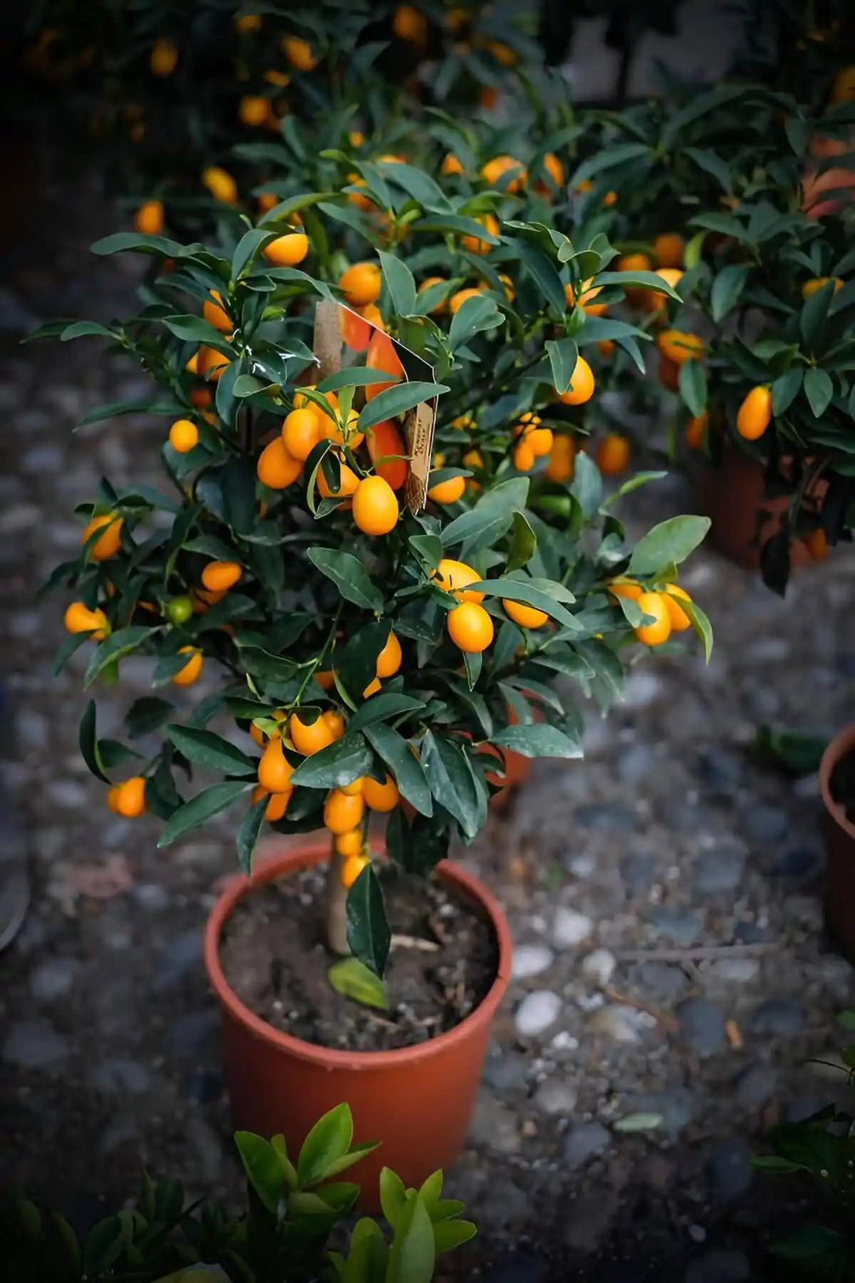 Kamkat Fidanları Karşılaştırması: Ev ve Bahçe İçin En Uygun Seçenekler