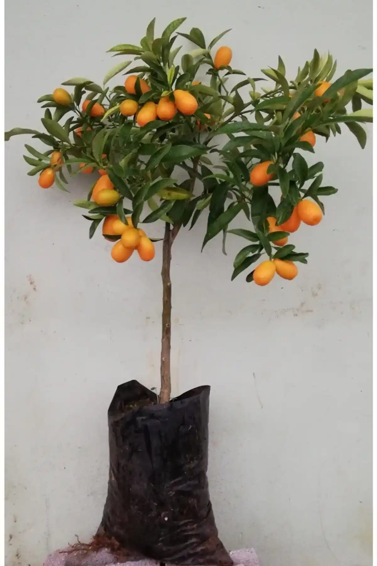 Kamkat ve Mayer Limon Fidanlarının Detaylı Karşılaştırması ve Yetiştirme İpuçları