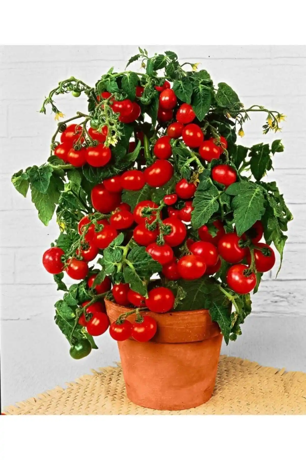 Kaplanfidan Saksılık ve Patika Botanik Yerli Cherry Domates Tohumu Karşılaştırması