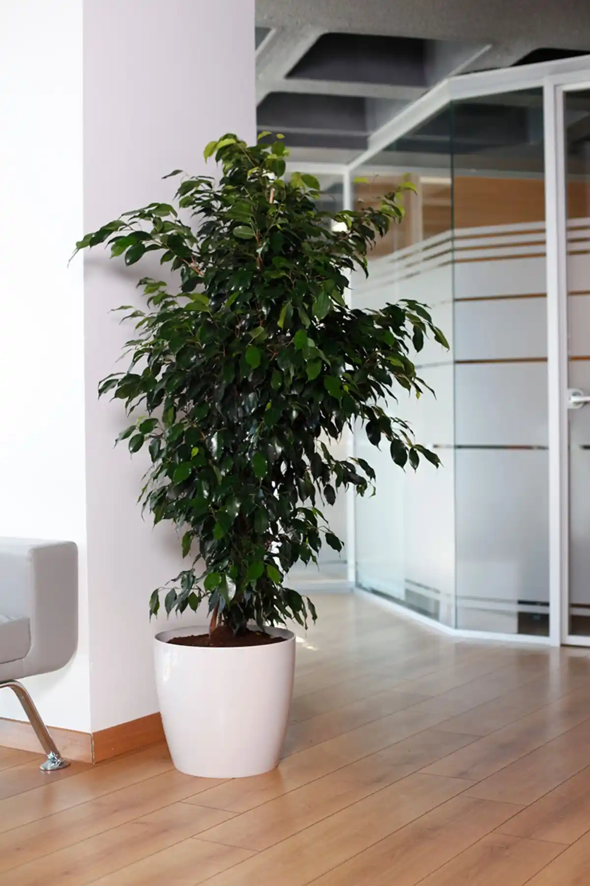 KıtayGroup ve leogarden Saksıları Karşılaştırması: Tasarım, Hacim ve Kullanım Özellikleri