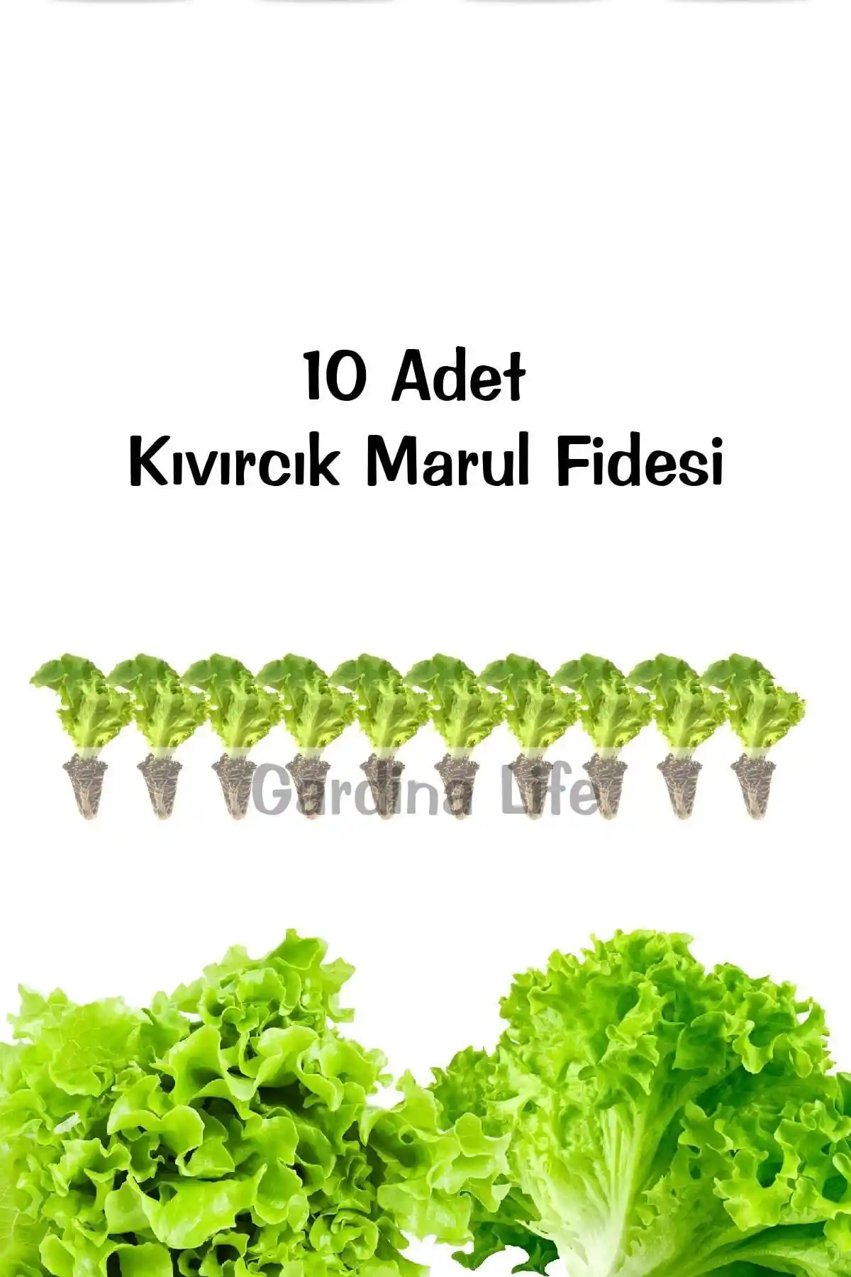 Kıvırcık Marul Fidesi ve Tohumu Karşılaştırması Bahçe Severler İçin Rehber