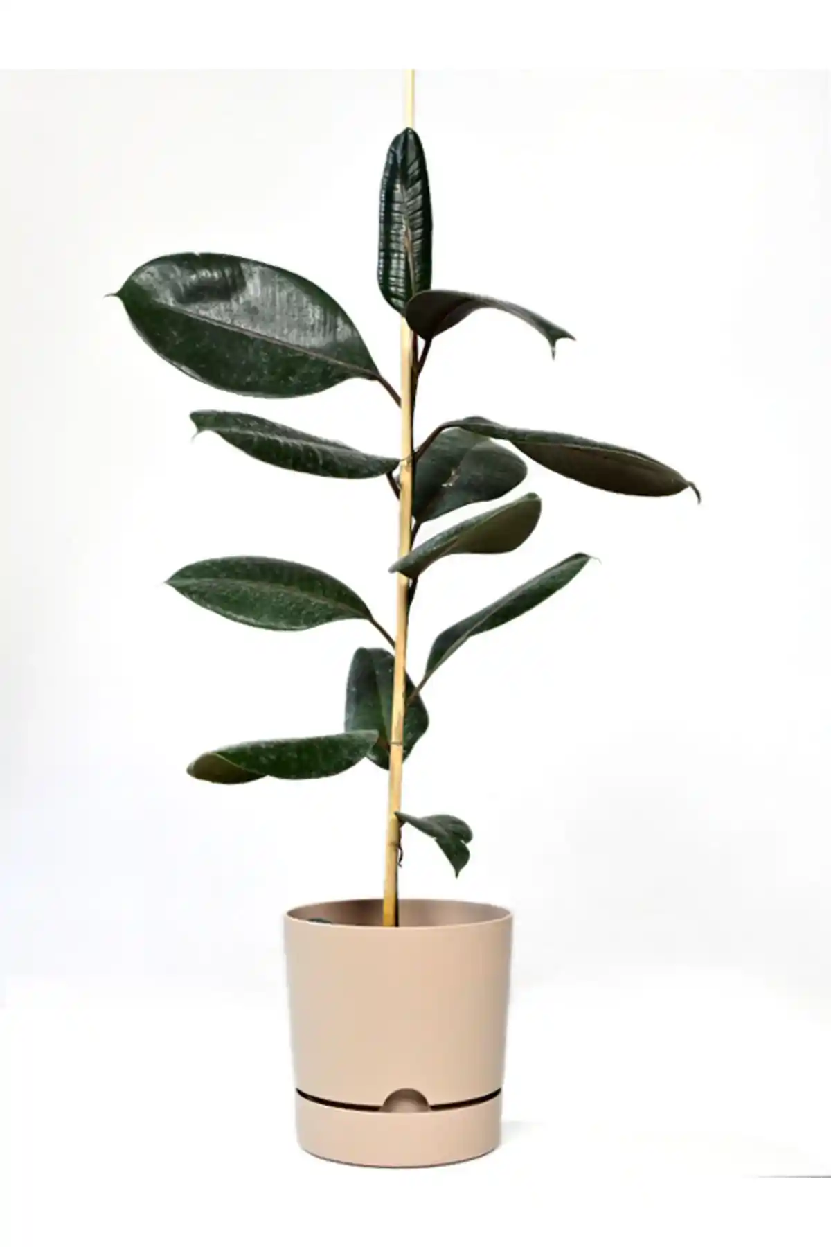 Leogarden Begonya 5 ve 9 Litre Saksı Karşılaştırması: Boyutlar, Tasarım ve Kullanım Özellikleri