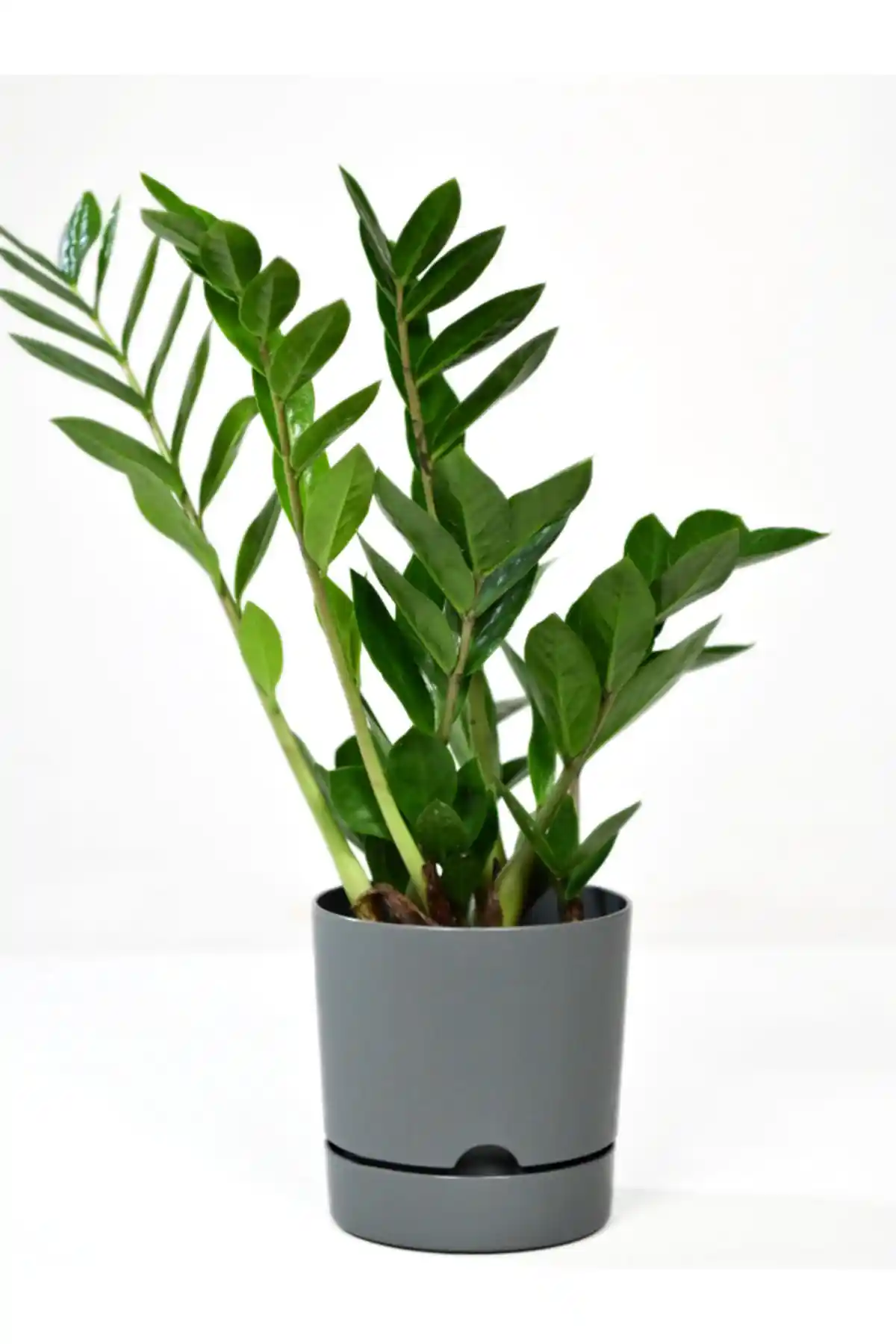 Leogarden Begonya Saksıları Karşılaştırması: Hangi Saksı Sizin İçin Uygun