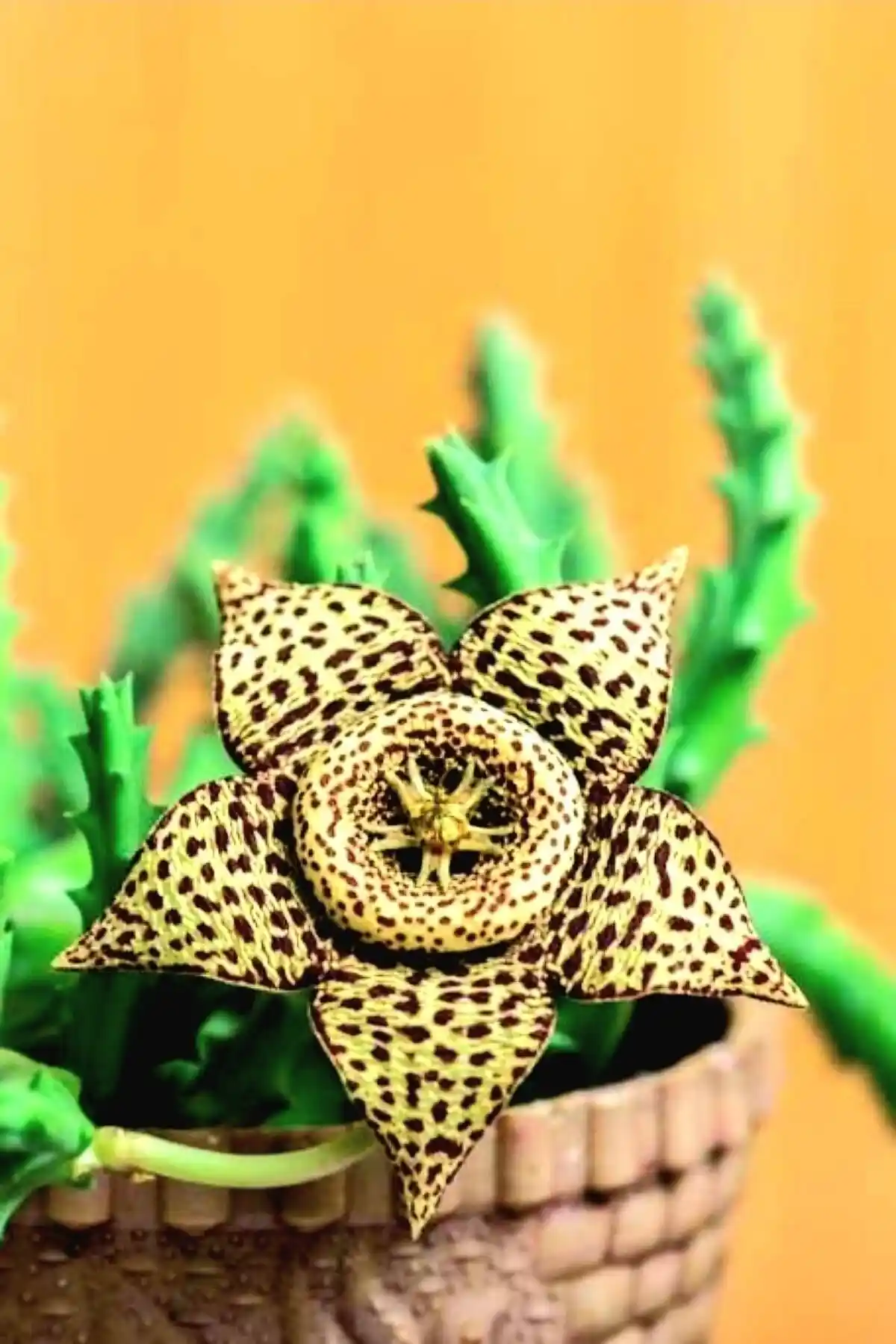 Leş Kaktüsü Çeşitleri: ÇİÇEKFLİX Huerniamelez ve Stapelia Variegata Karşılaştırması