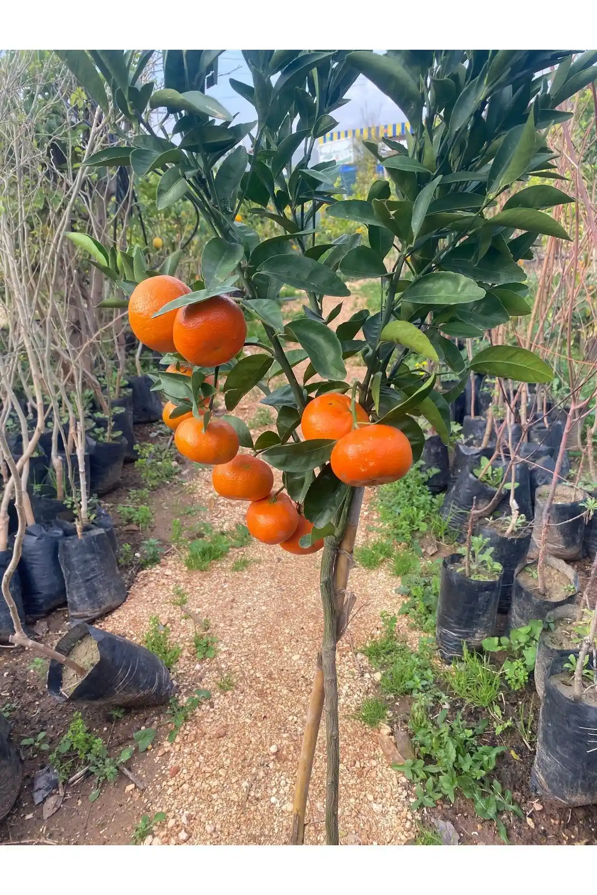 Mandalina Fidanları Karşılaştırması: Ev Bahçeniz İçin En İyi Seçenekler