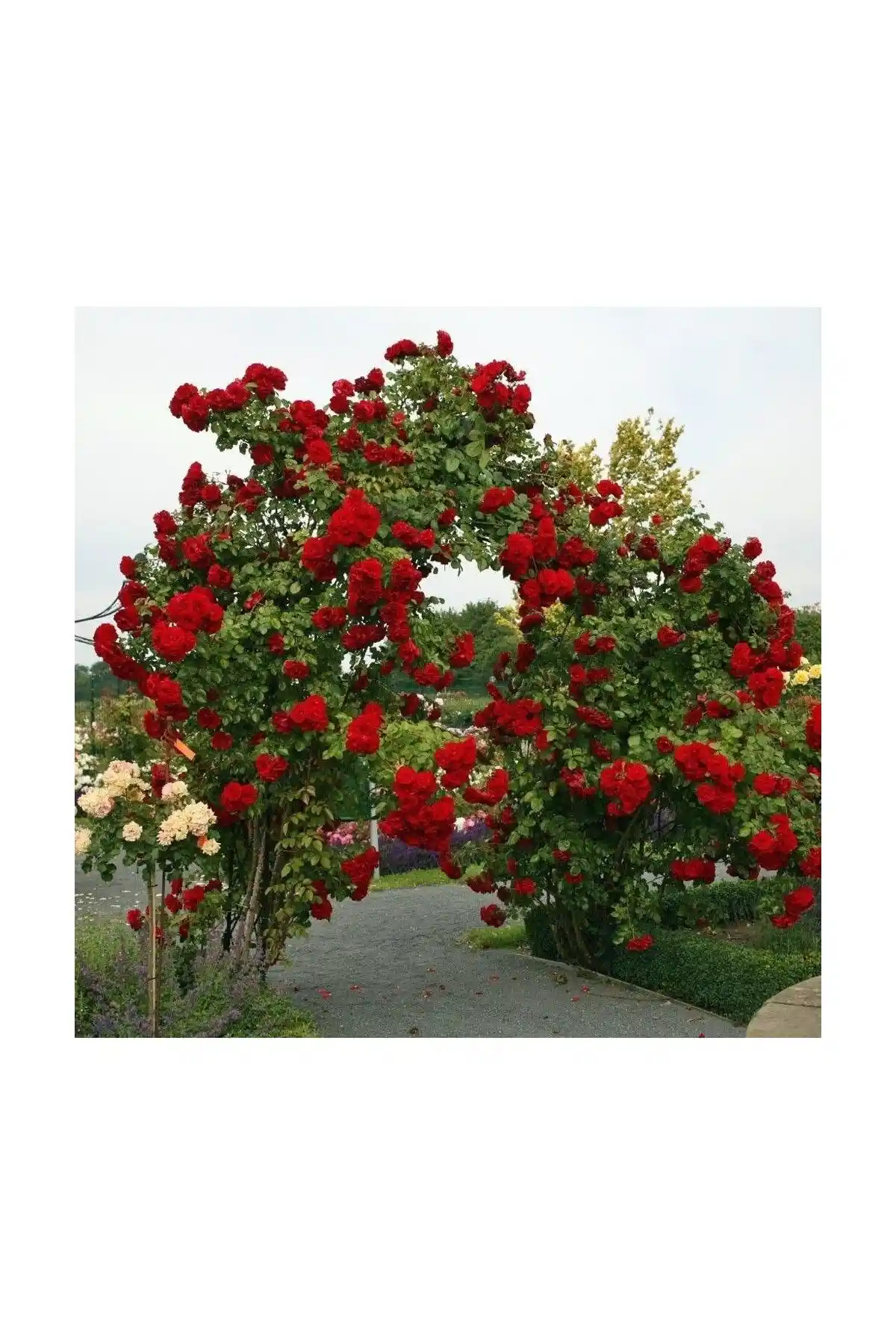 Mimoza Kırmızı Yediveren Sarmaşık Gül ve Çilek Fidesi Karşılaştırması