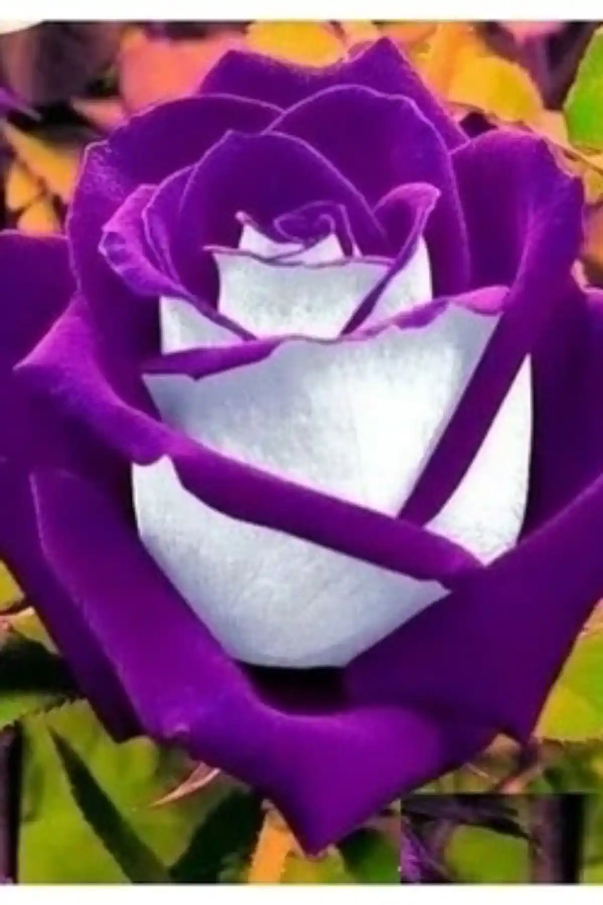 Mor Gül ve Baston Gül Karşılaştırması: Özellikler, Yorumlar ve Seçim Rehberi