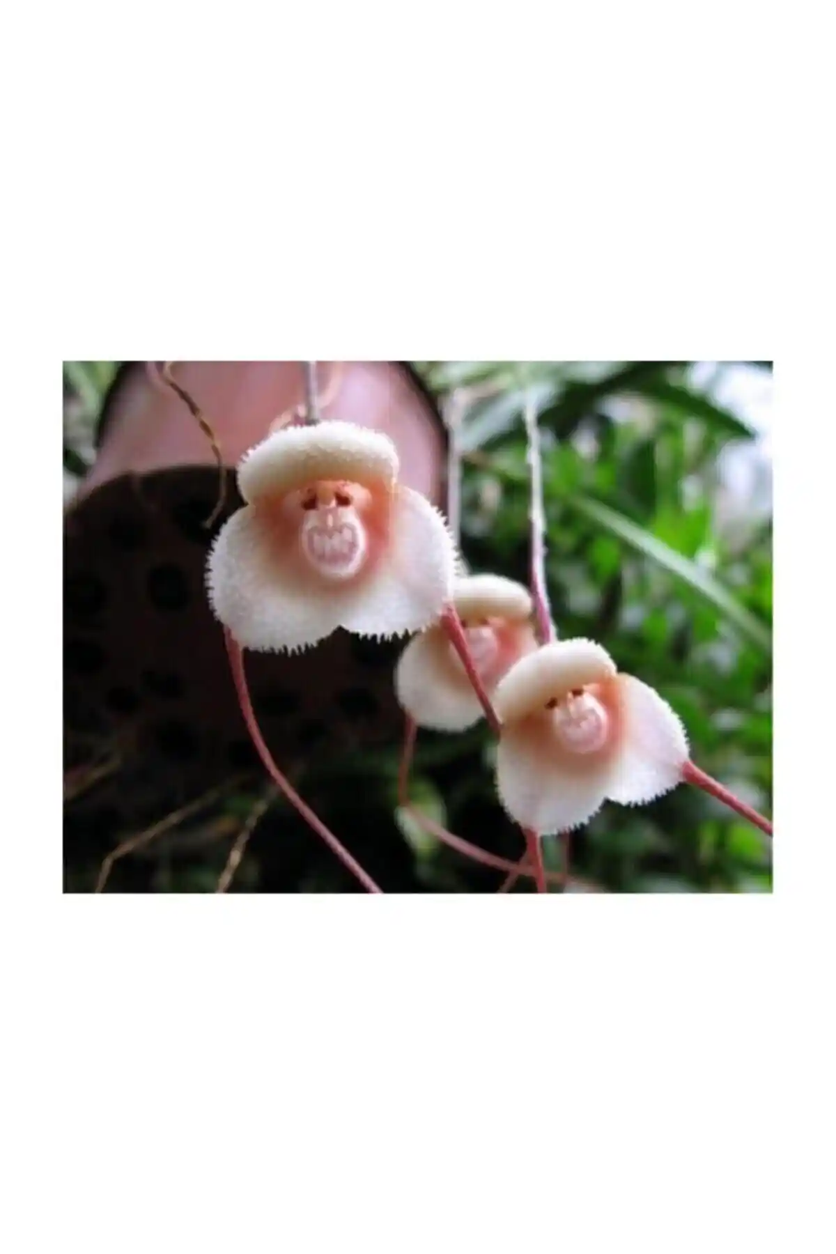 Nadir Maymun ve Kadife Kırmızı Orkide Tohumu Karşılaştırması