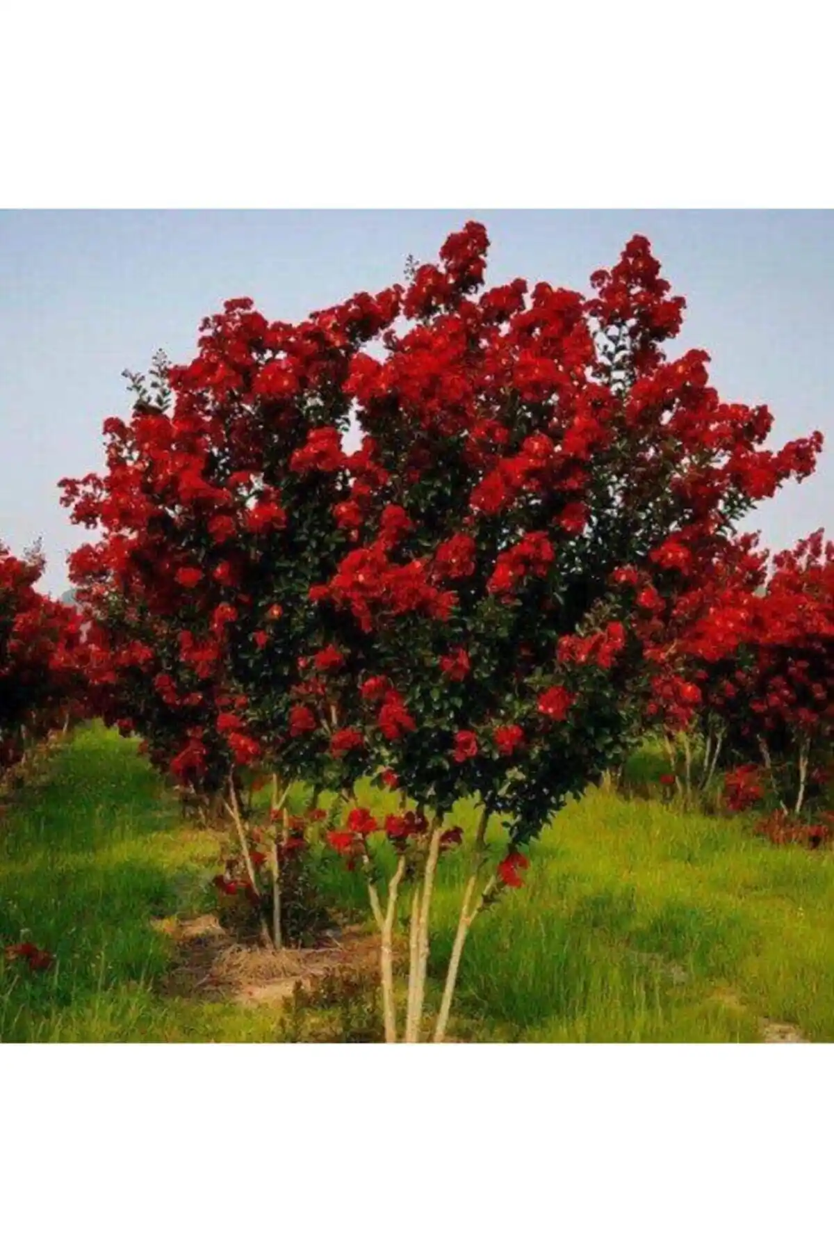 Oya Ağacı Fidanları Kırmızı ve Mor Modellerinin Detaylı Karşılaştırması 2023