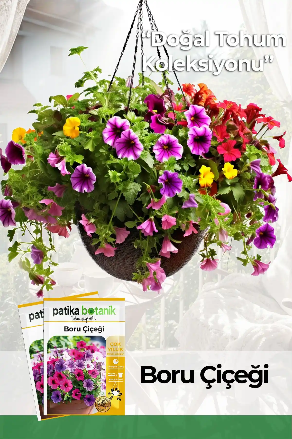 Patika Botanik 100 Adet Boru ve İpek Şellaki Tohumlarının Karşılaştırması