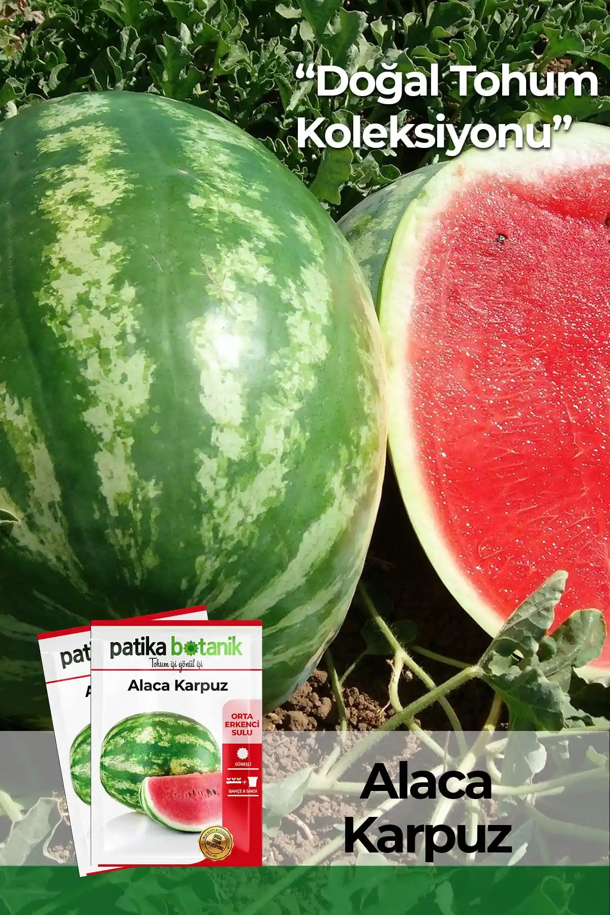 Patika Botanik Alaca Karpuz ve Kırkağaç Kavun Tohumu Karşılaştırması ve Yetiştirme İpuçları