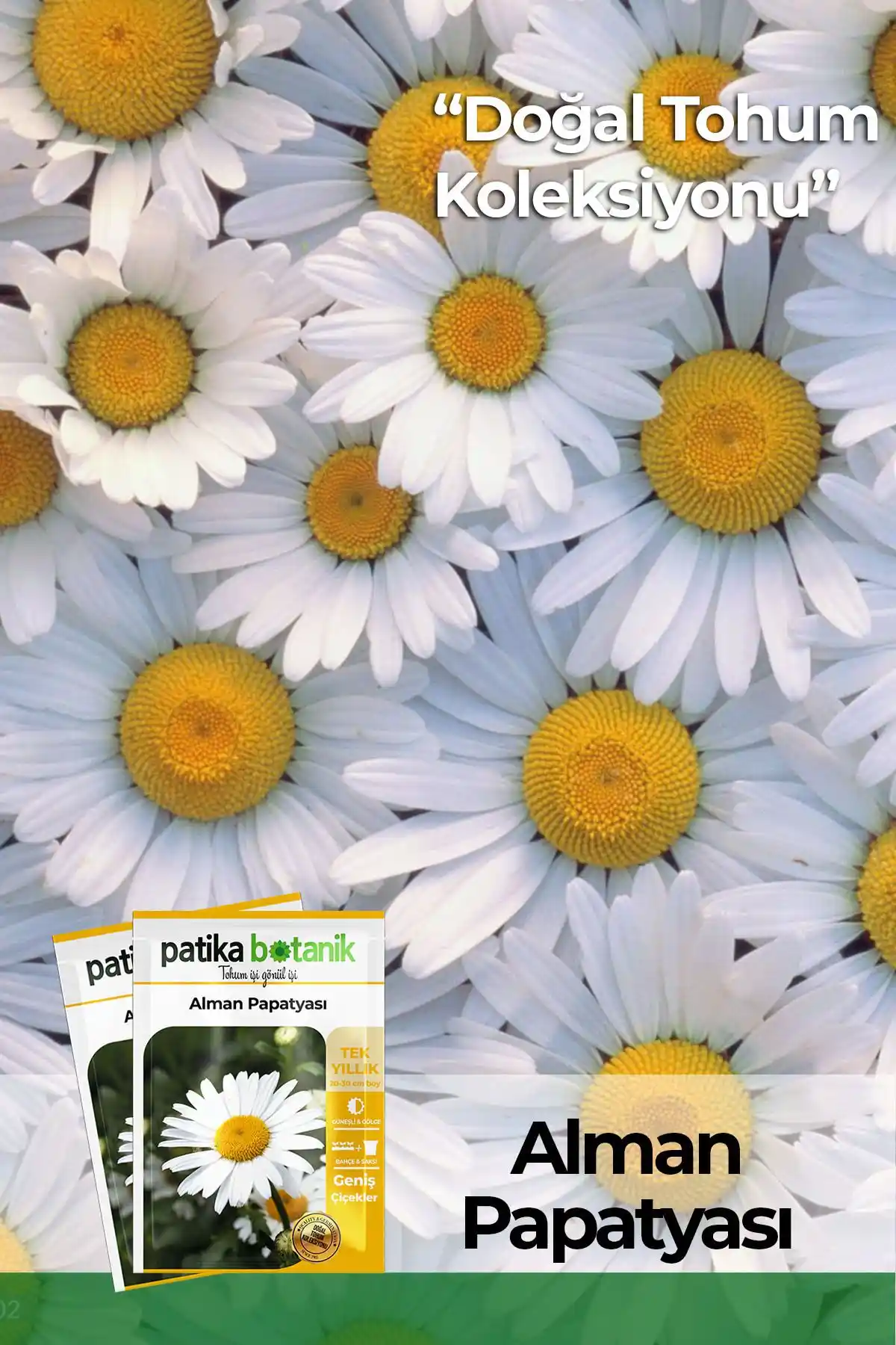 Patika Botanik Alman Papatya ve Aster Çiçeği Tohumları Karşılaştırması ve Kullanıcı Yorumları