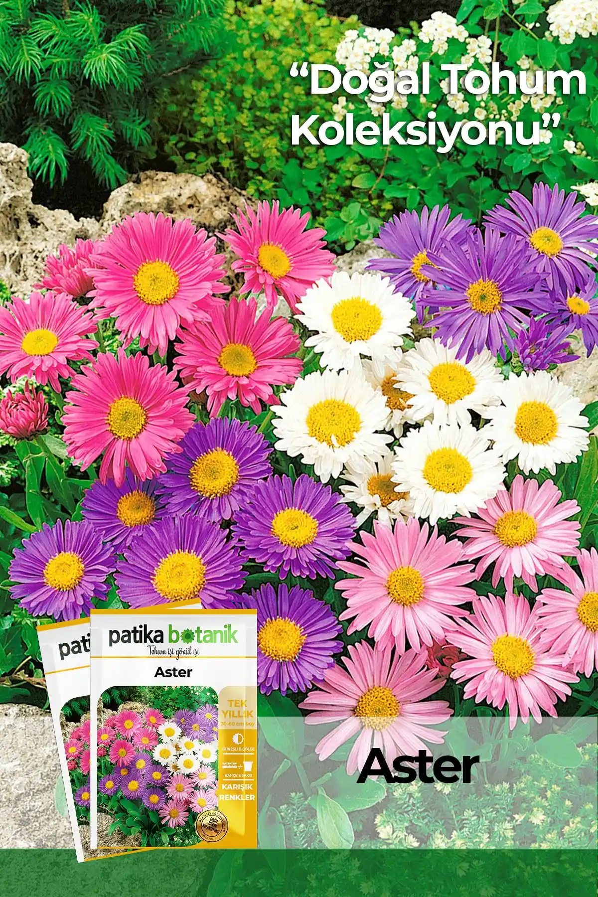 Patika Botanik Aster ve Saray Patı Tohumu Karşılaştırması Bahçe Severler İçin