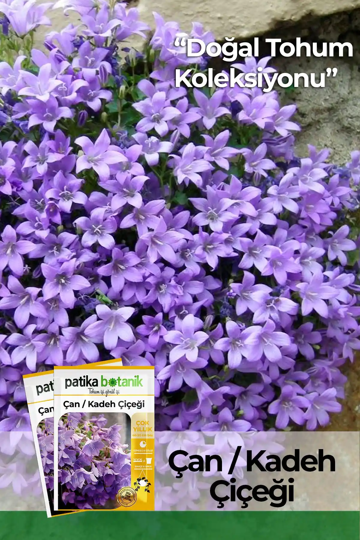 Patika Botanik Çan Kadeh ve Lavanta Tohumlarının Karşılaştırması ve Bahçe İçin En Uygun Seçenek