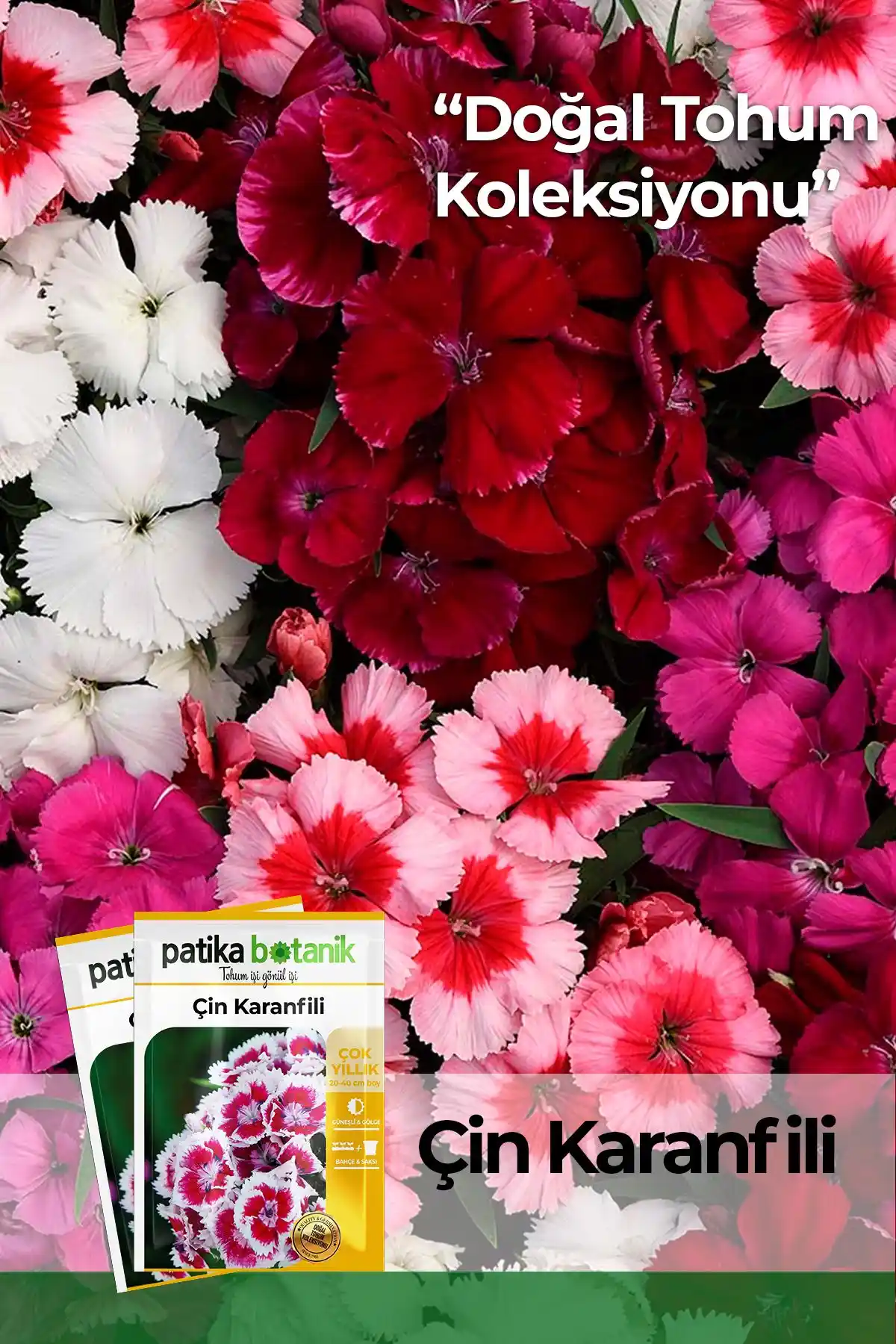 Patika Botanik Çiçek Tohumu Karşılaştırması: Çin Karanfili ve İpek Şellaki