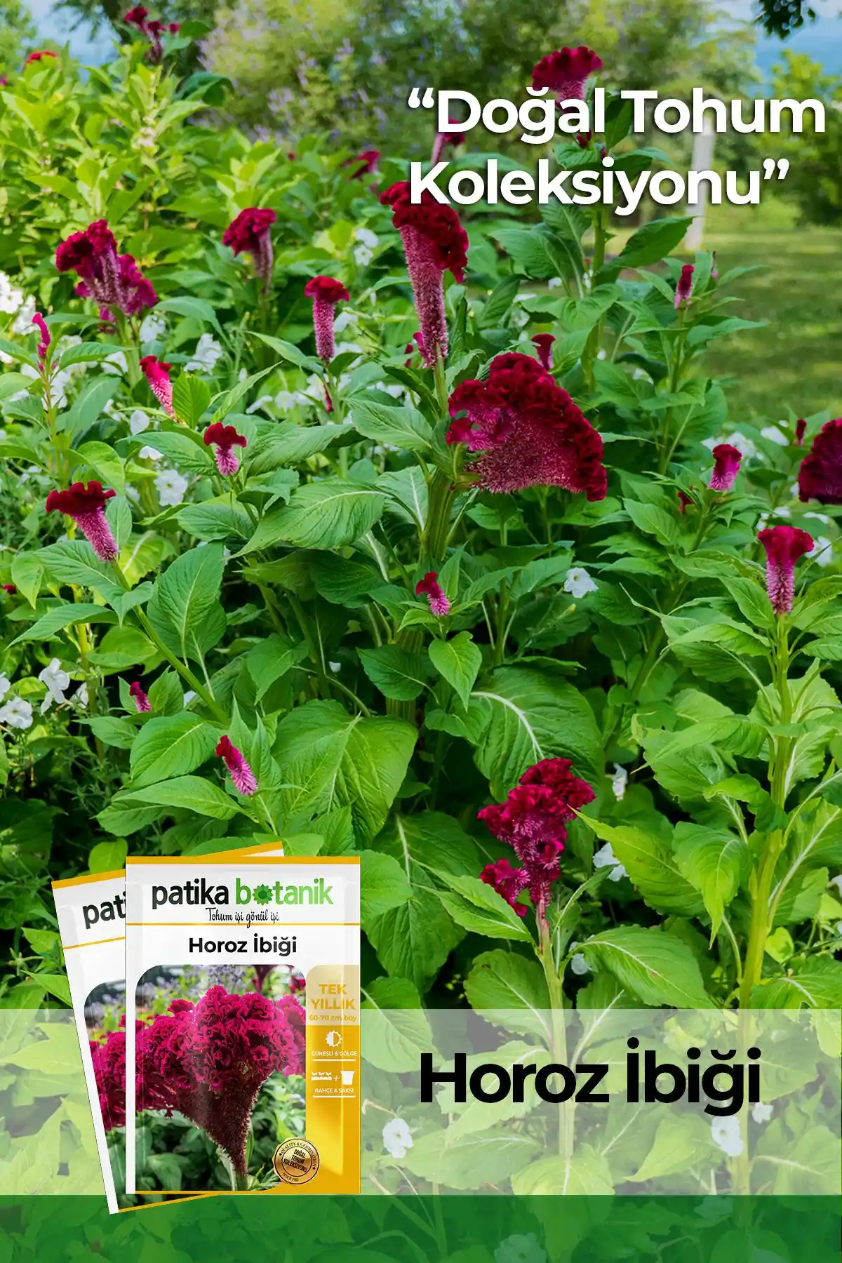 Patika Botanik Horozibiği ve Lobelya Çiçek Tohumu Karşılaştırması ve Seçim Rehberi