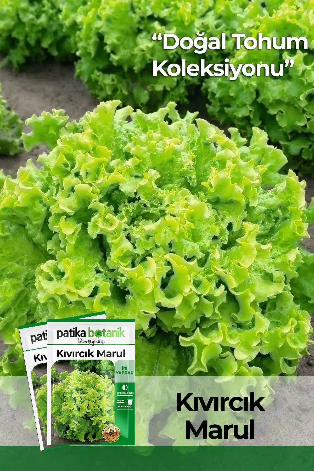 Patika Botanik'in Kıvırcık ve Arapsaçı Marul Tohumları Karşılaştırması ve Kullanım İpuçları