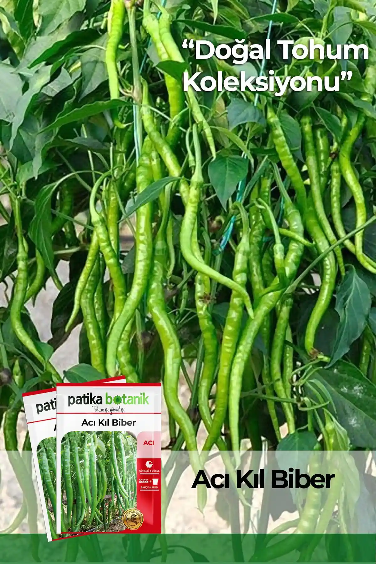 Patika Botanik Sebze Tohumları Karşılaştırması: Acı Kıl Biber ve Kornişon Salatalık