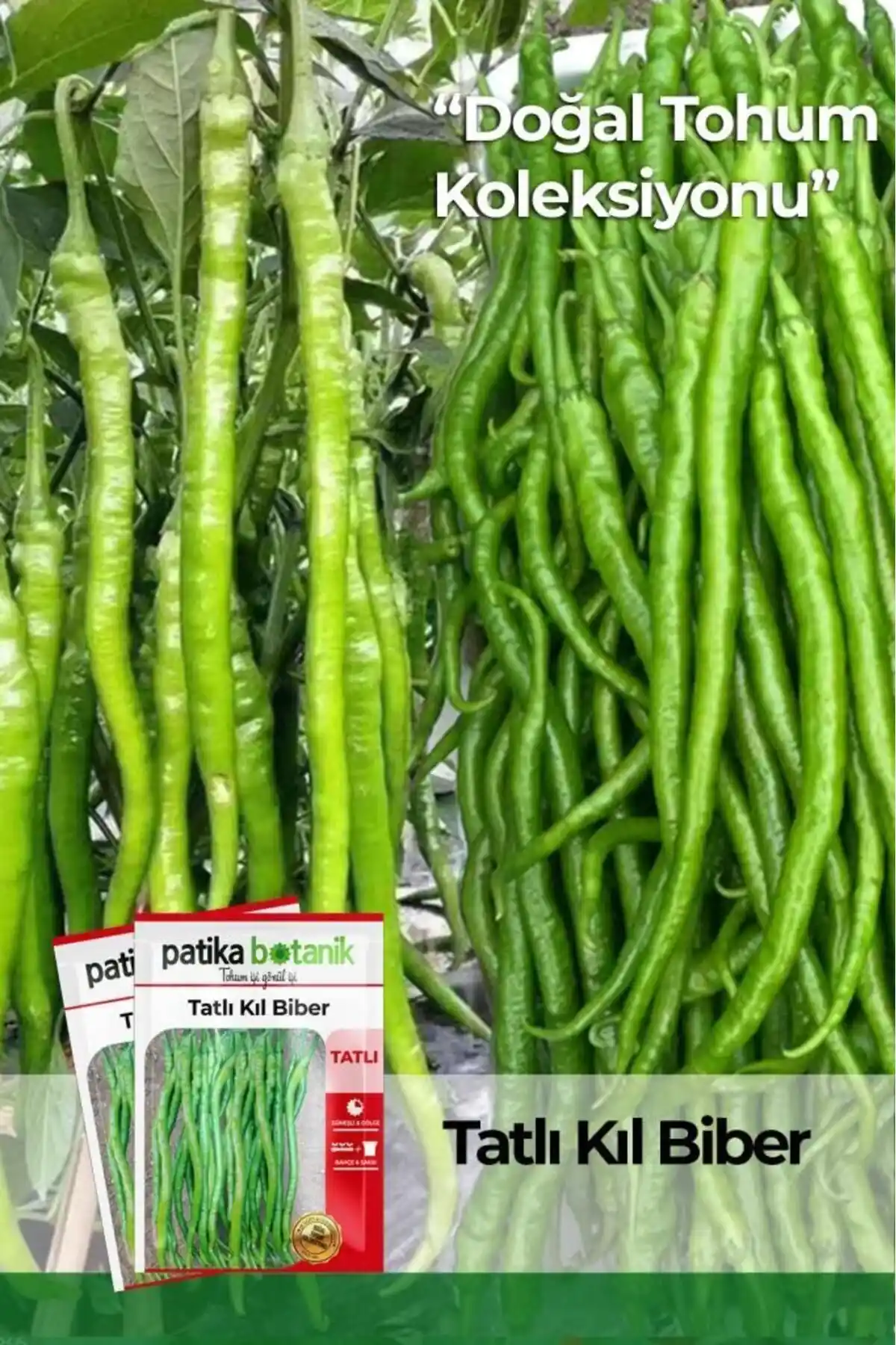 Patika Botanik Sebze Tohumları Karşılaştırması: Biber ve Maydanoz Tohumu Özellikleri