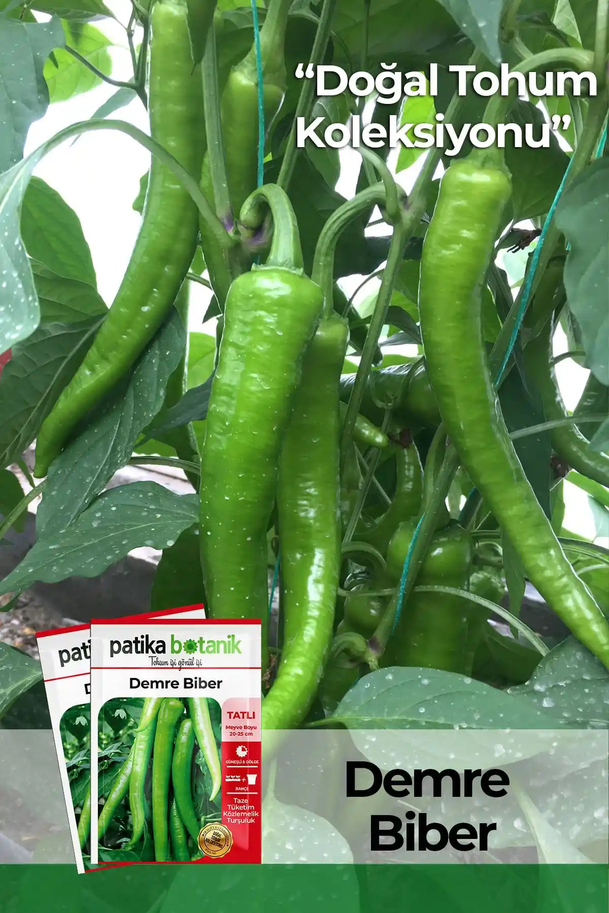 Patika Botanik Sebze Tohumları Karşılaştırması: Biber ve Patlıcan Ürünleri Analizi