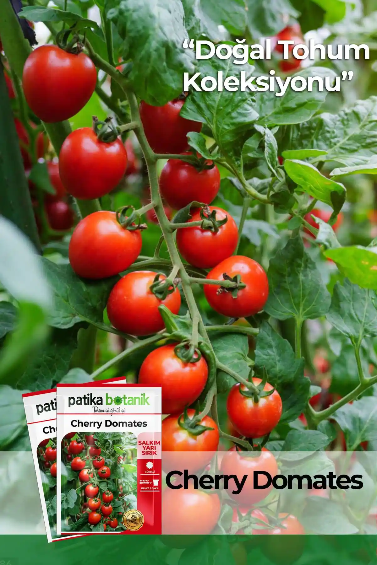 Patika Botanik Sebze Tohumları Karşılaştırması: Domates ve Biber Seçenekleri