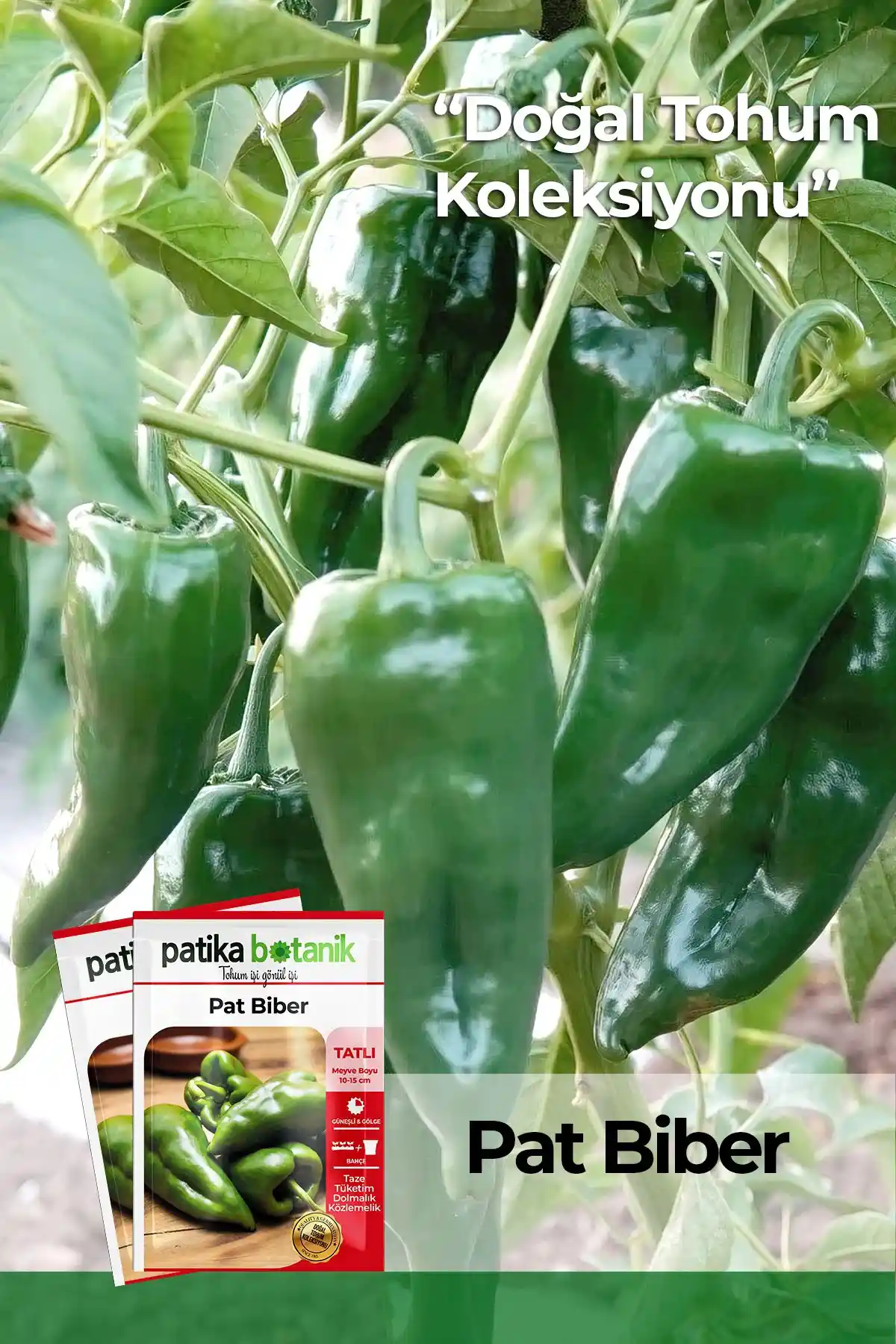 Patika Botanik Sebze Tohumları Karşılaştırması: Pat Biber ve Topak Kabak Ürünleri Analizi