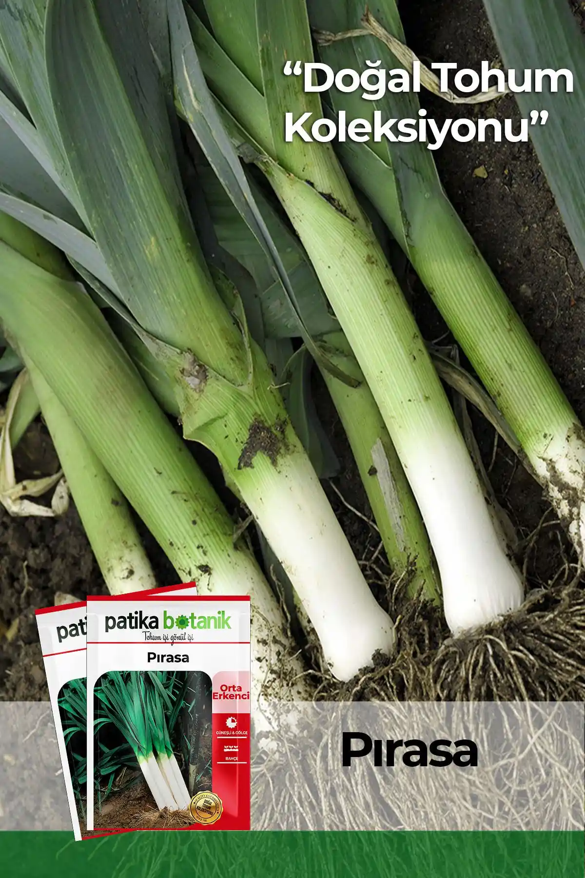 Patika Botanik Sebze Tohumları Karşılaştırması: Pırasa ve Marul Ürünleri Analizi