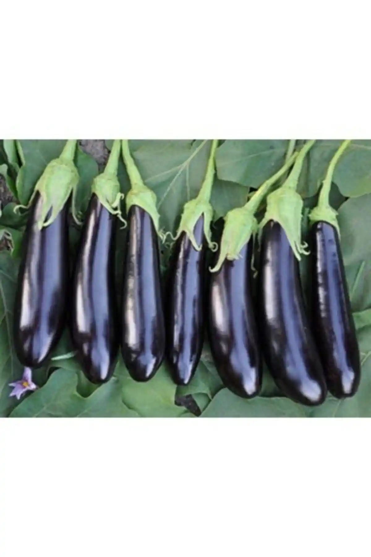 Patika Botanik Sebze Tohumları: Patlıcan ve Kapya Biber İçin Güvenilir Seçenekler