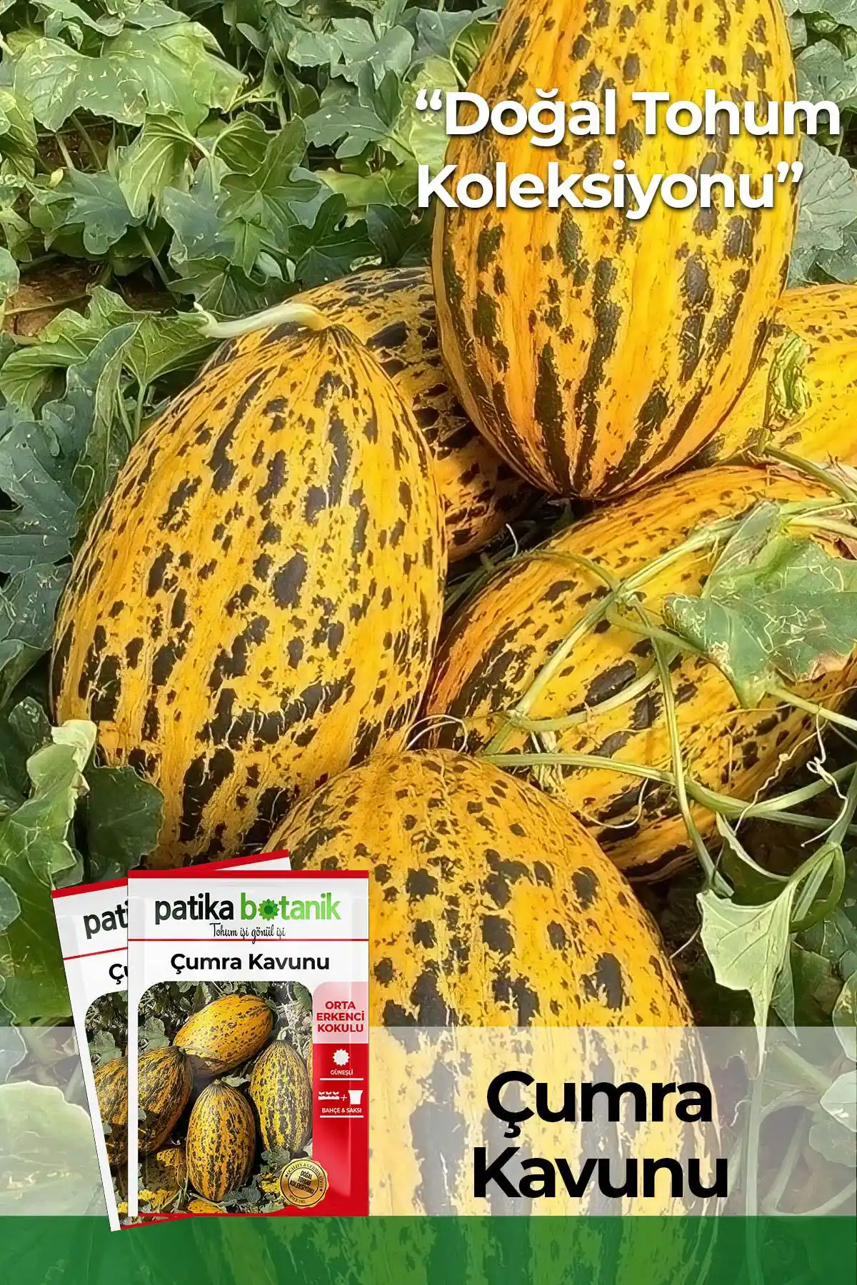 Patika Botanik Tohumları Karşılaştırması: Kavun ve Karpuz Seçenekleri 85 Karakter