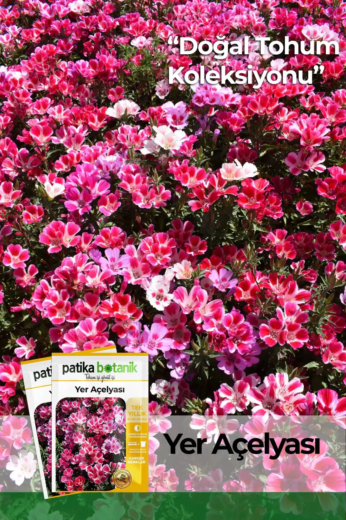 Patika Botanik ve Tohum Dünyam Çiçek Tohumu Karşılaştırması ve Bahçe Önerileri