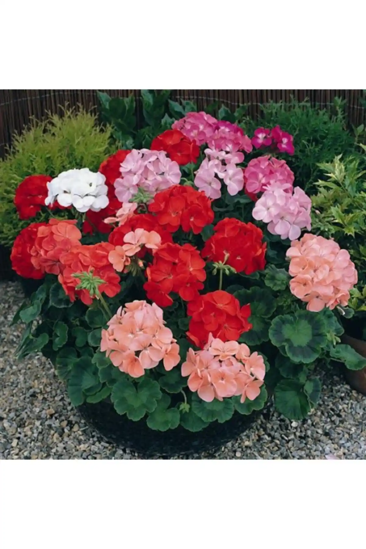 Sardunya Tohumu Karşılaştırması: Genel Markalar ve Tohum Dünyam Ürünleri Analizi