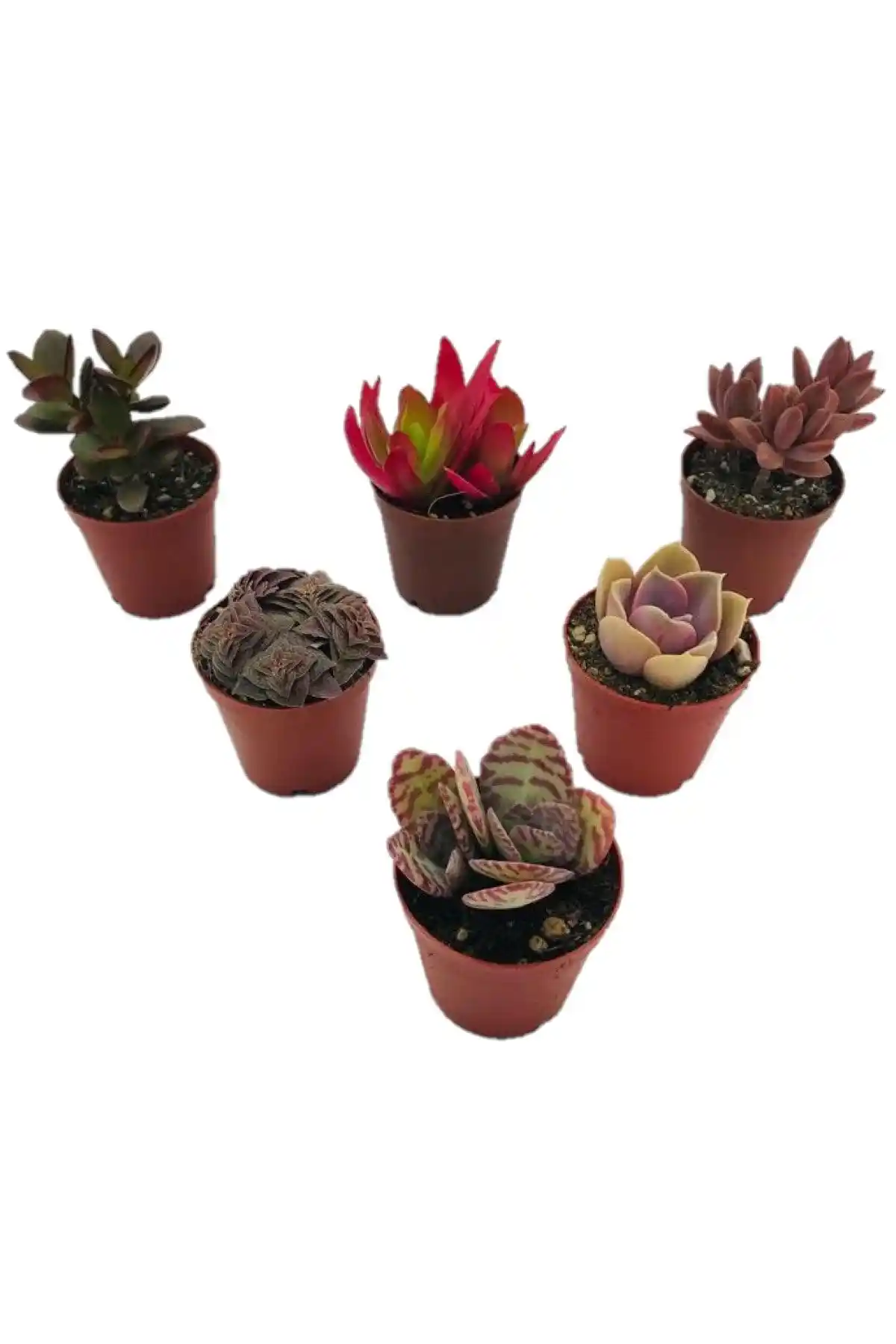 Sukulent ve Kaktüs Setleri Karşılaştırması: Hangi Ürün Sizin İçin Uygun