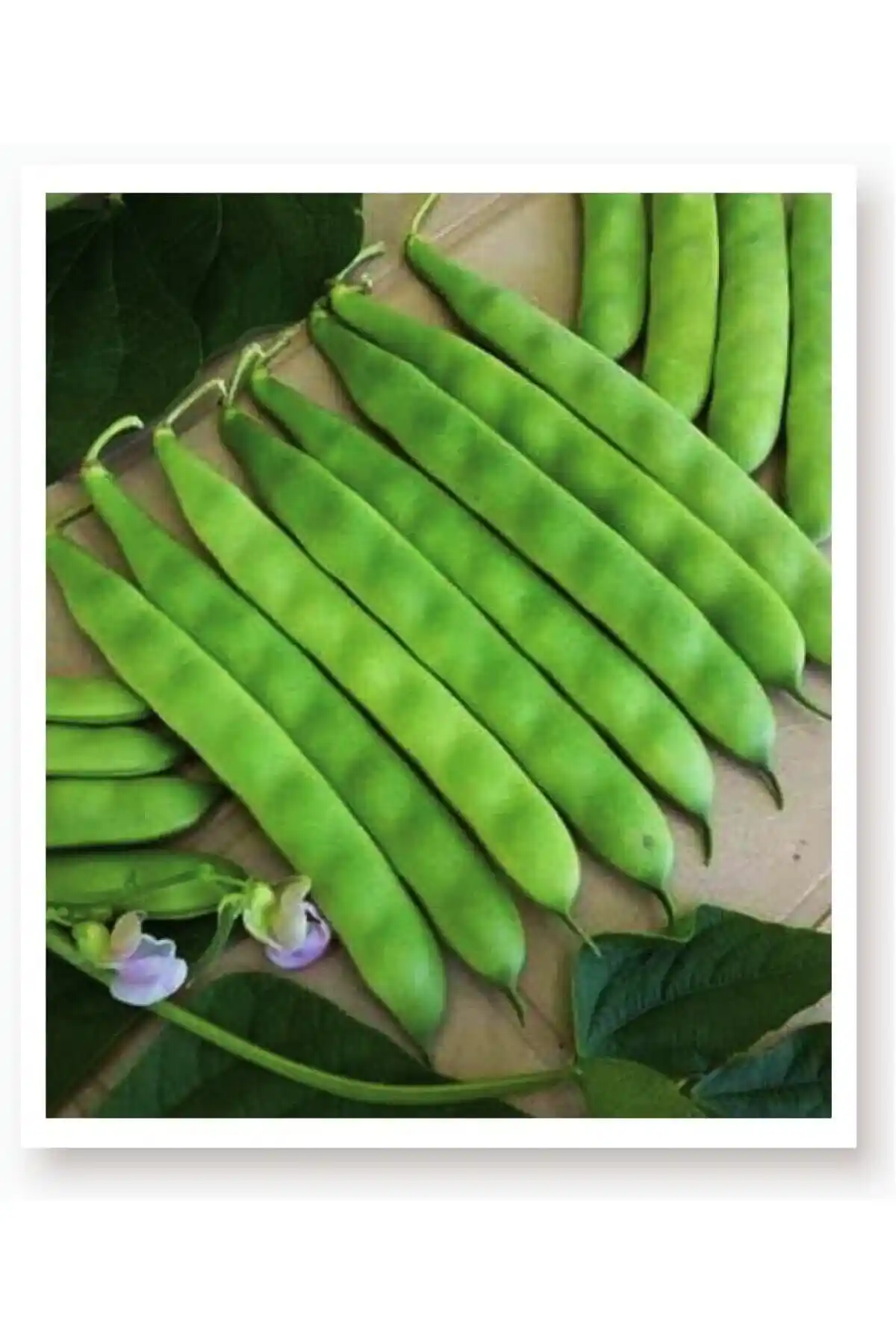 Tarımda Oturak Fasulye Tohumu Seçimi: AGRODAL TARIM ve Patika Botanik Karşılaştırması