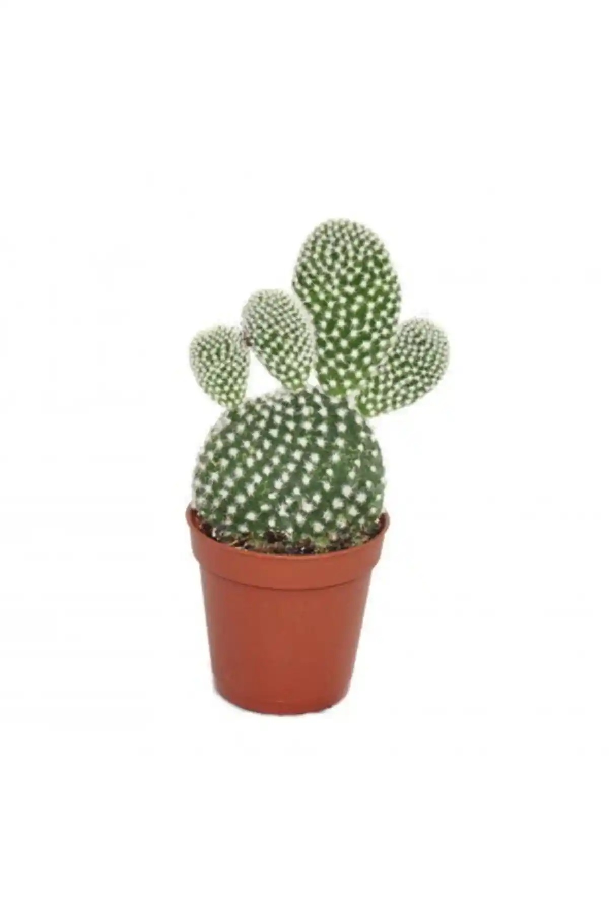 Tavşan Kulağı ve Echinocereus Pectinatus Kaktüsü Karşılaştırması