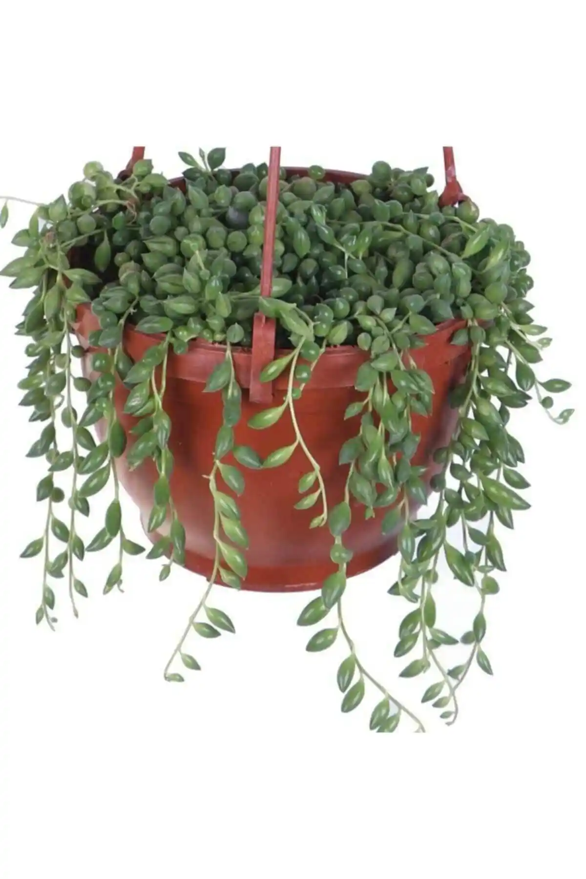 Tesbih Çiçeği ve Yakut Kolyesi Çiçeği Karşılaştırması: Bakım ve Görünüm Özellikleri