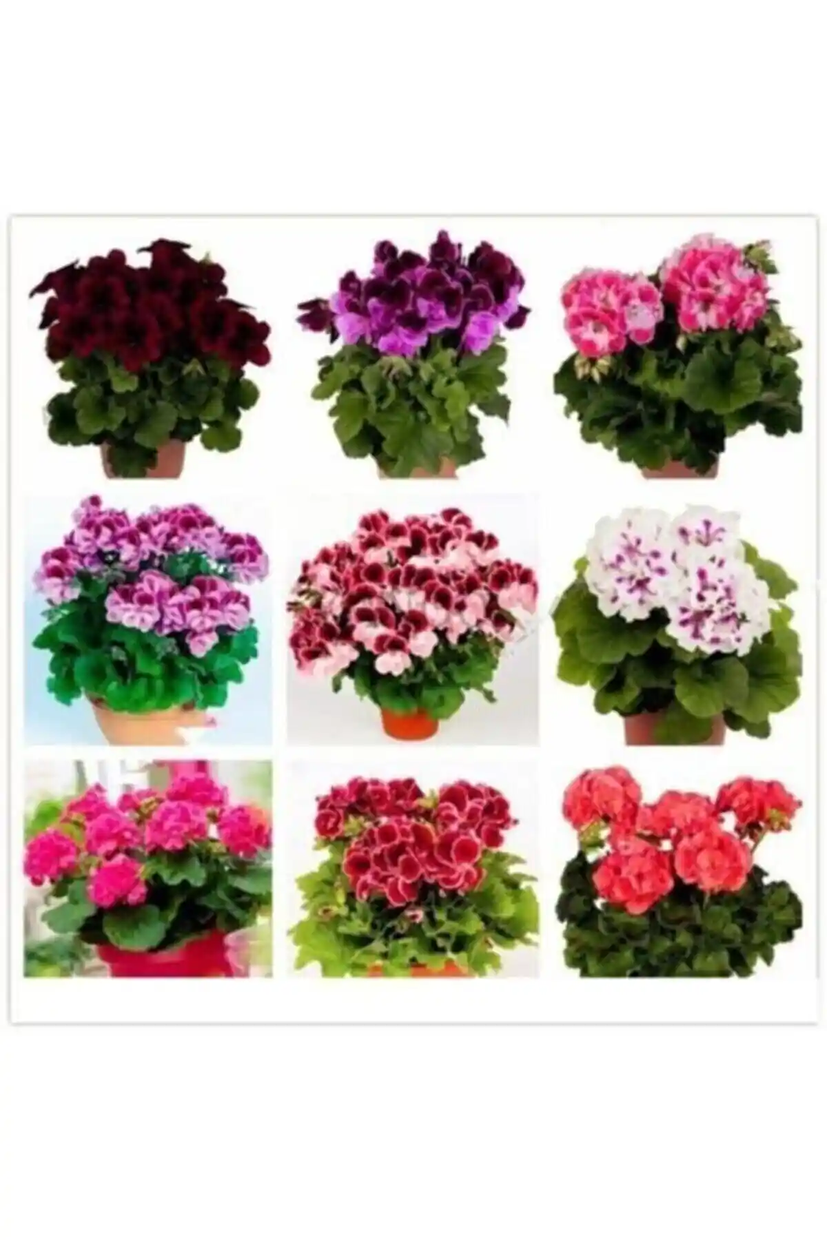 Tohum Dünyam Sarmaşık Sardunya Tohumu Karşılaştırması ve Bahçe İçin En İyi Seçenekler