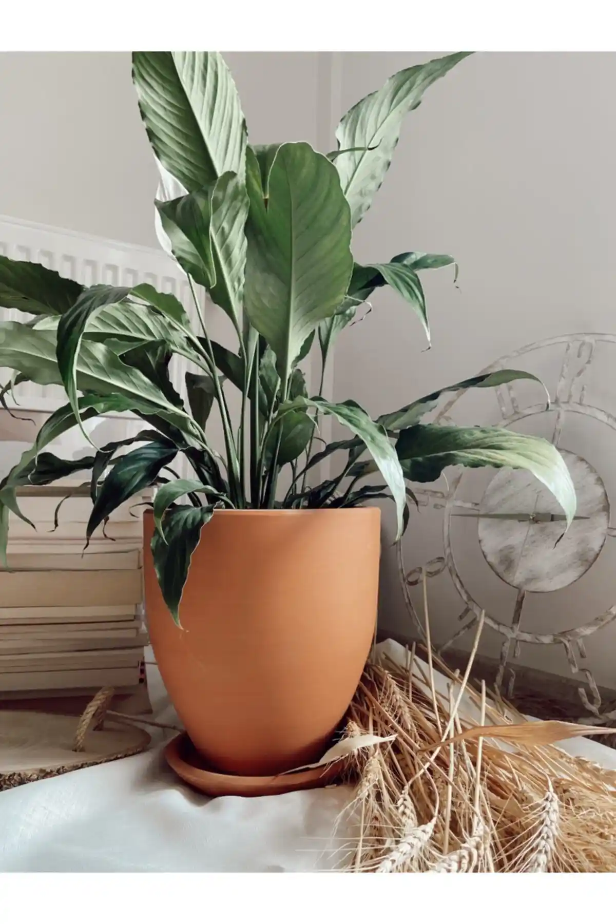 Toprak Çömlek Saksıları Karşılaştırması: Genel Markalar ve Woosen Ürünleri