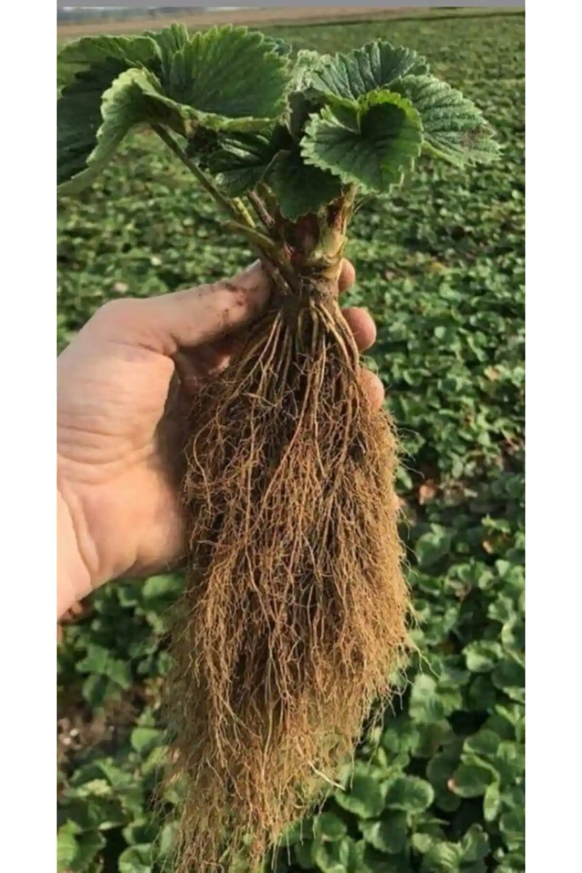 Ucuz ve Kaliteli Çilek Fidesi Karşılaştırması: Aromas ve Yediveren Fidanlarının Özellikleri