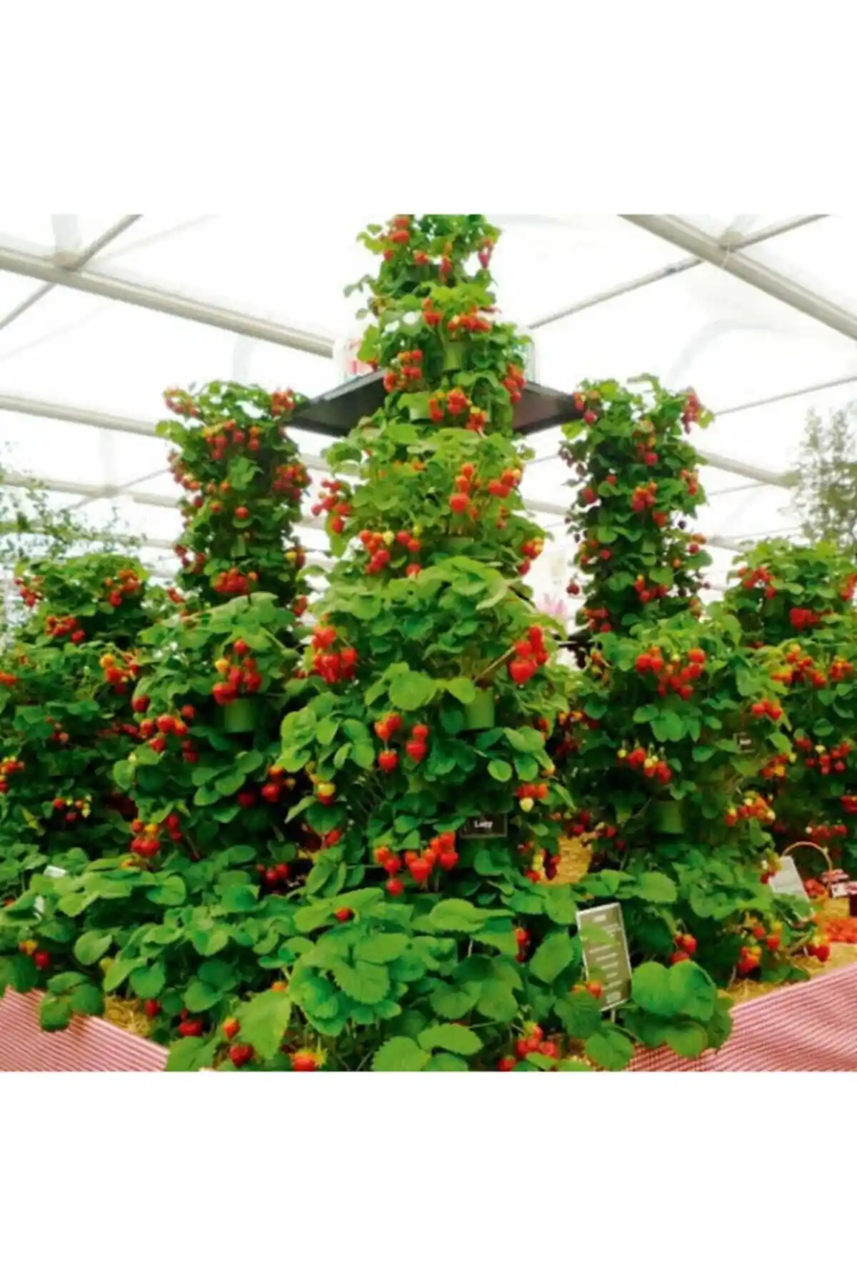 Ucuzluk Diyarı Çilek Fidesi Karşılaştırması: Farklı Çilek Çeşitleri ve Yetiştirme İpuçları