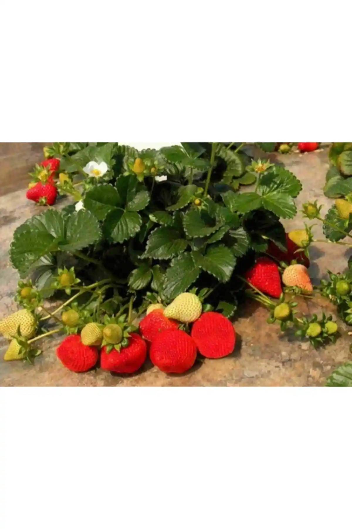 Ucuzluk Diyarı'ndan Camarosa ve Yediveren Çilek Fidesi Karşılaştırması