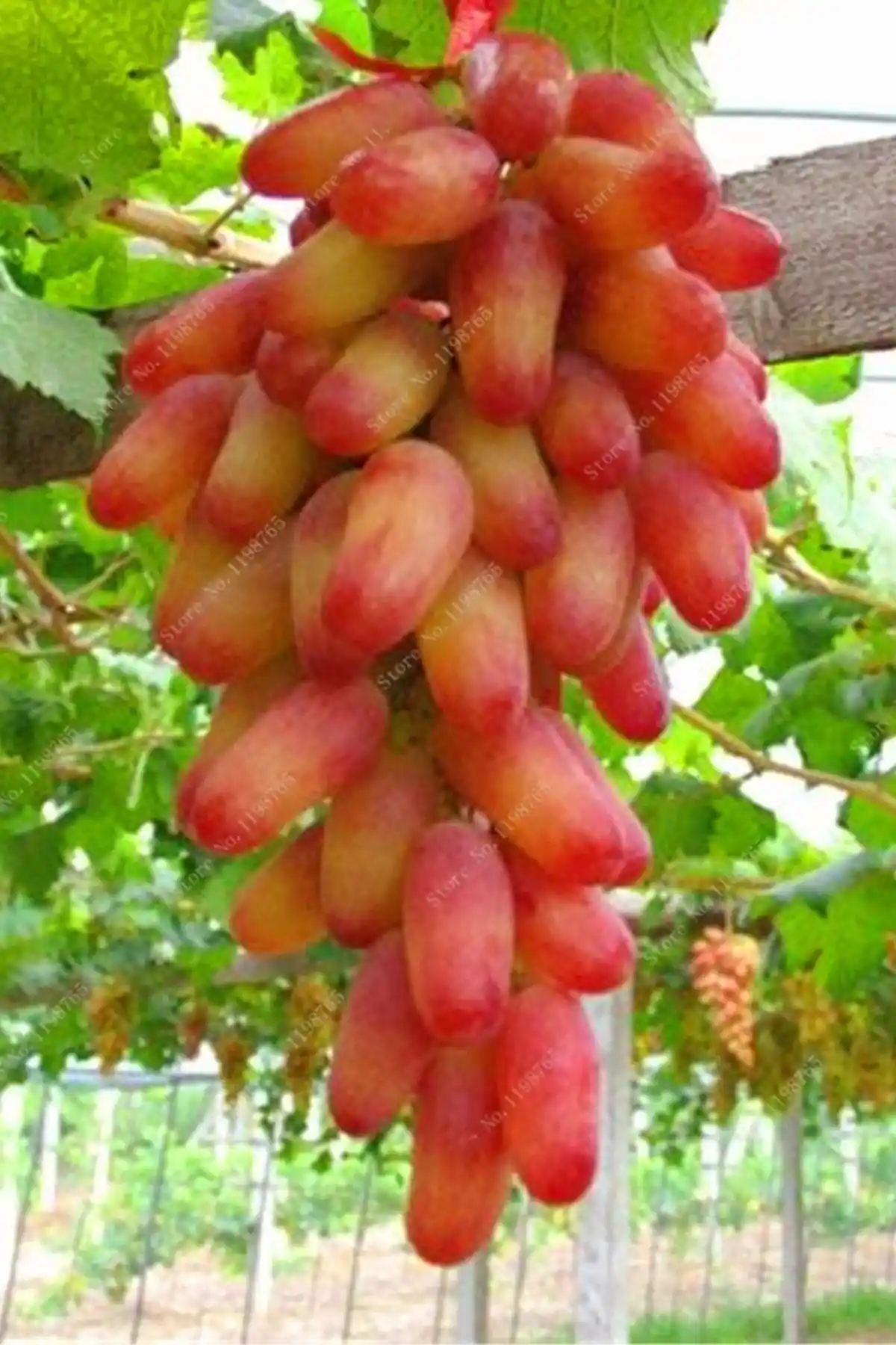 Üzüm Fidanı Seçimi ve Karşılaştırması: ÇİÇEKFLİX ve Crimson Seedles Ürünleri