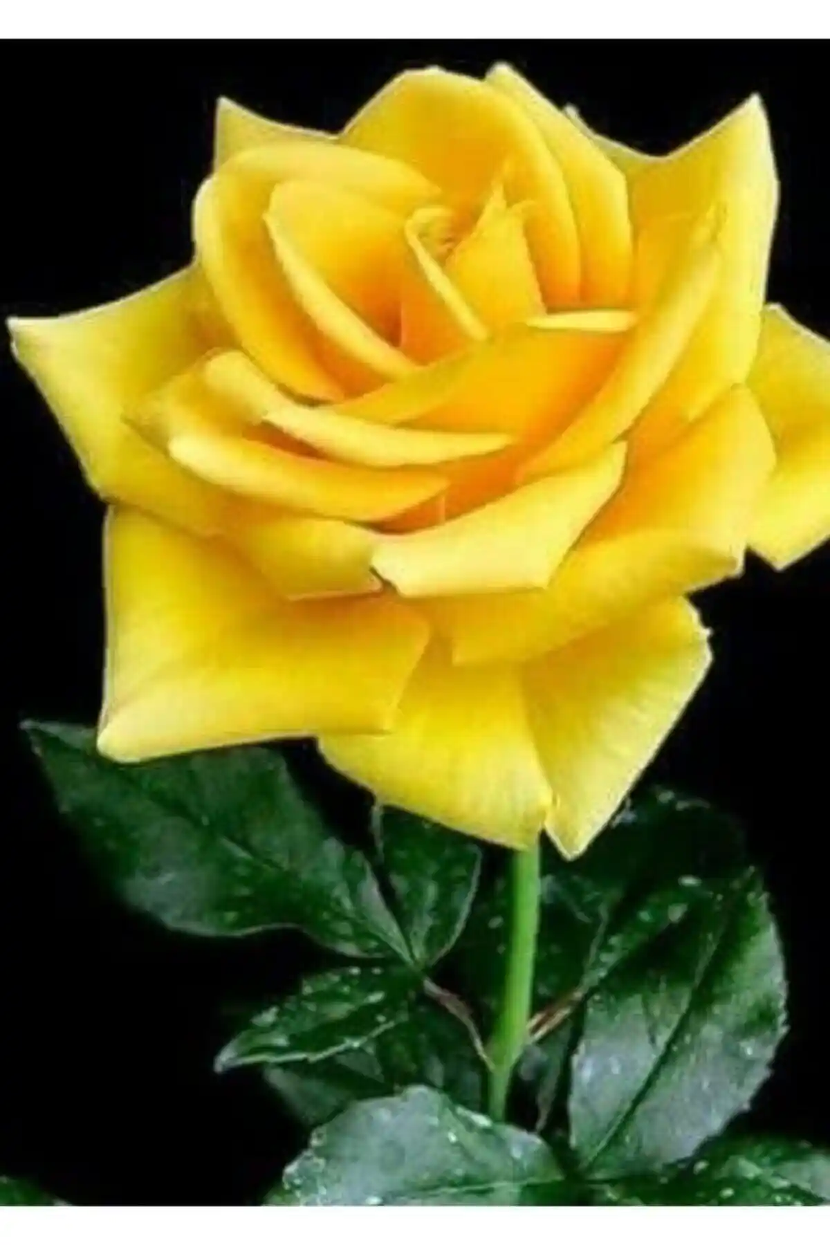 Yediveren Gül Fidanları Karşılaştırması: Sarı Aşılı ve Mimoza Kayısı Çeşitleri Hakkında Detaylar