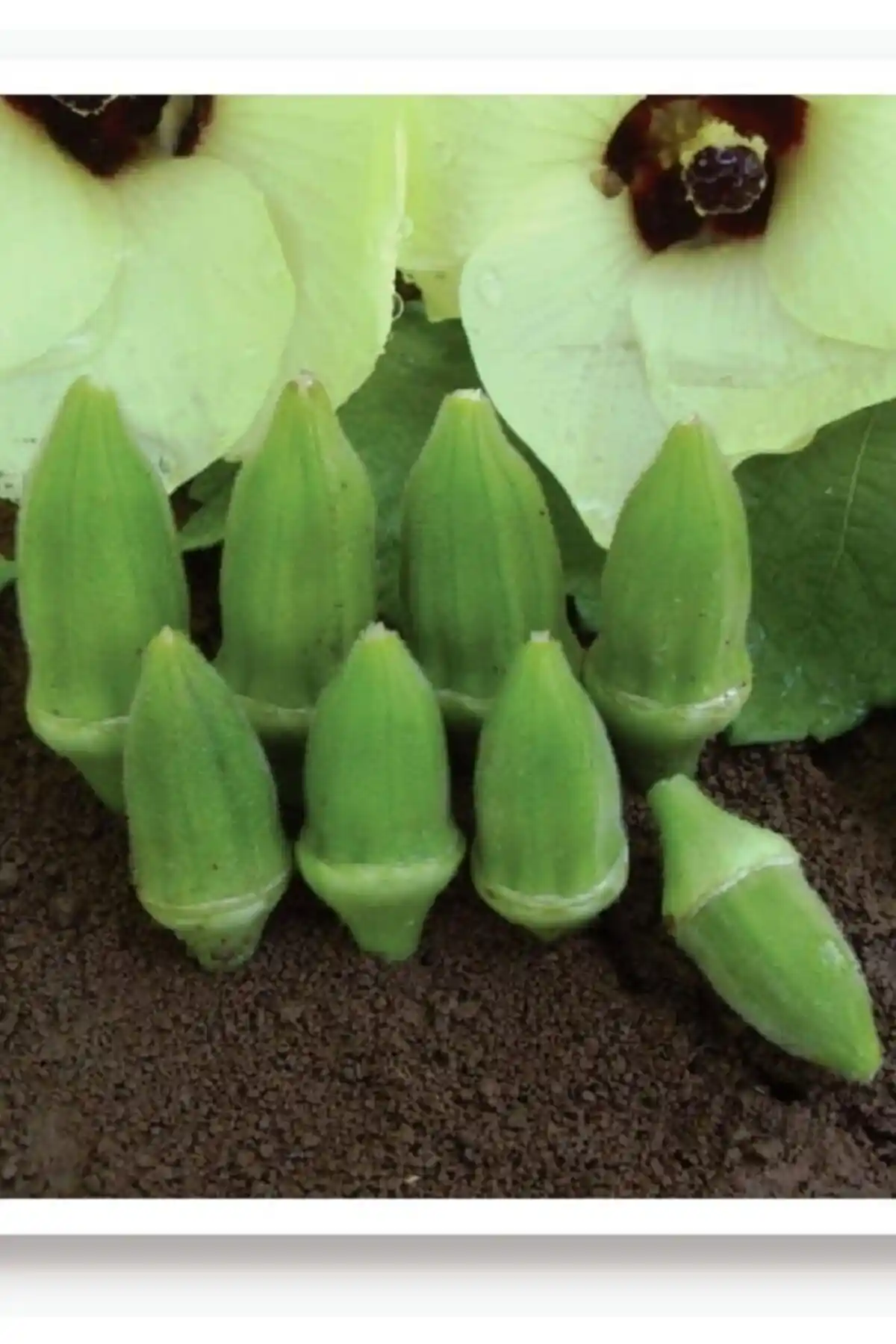 Yerli Doğal Sebze Tohumları Karşılaştırması: Bamya ve Acur Köy Tipi Ürünler