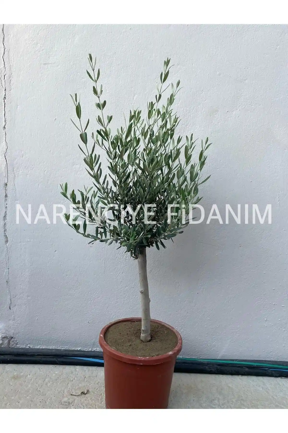 Zeytin Fidanları Karşılaştırması: Narenciye Fidanım ve Yılmaz Fide Özellikleri ve Tercih İpuçları