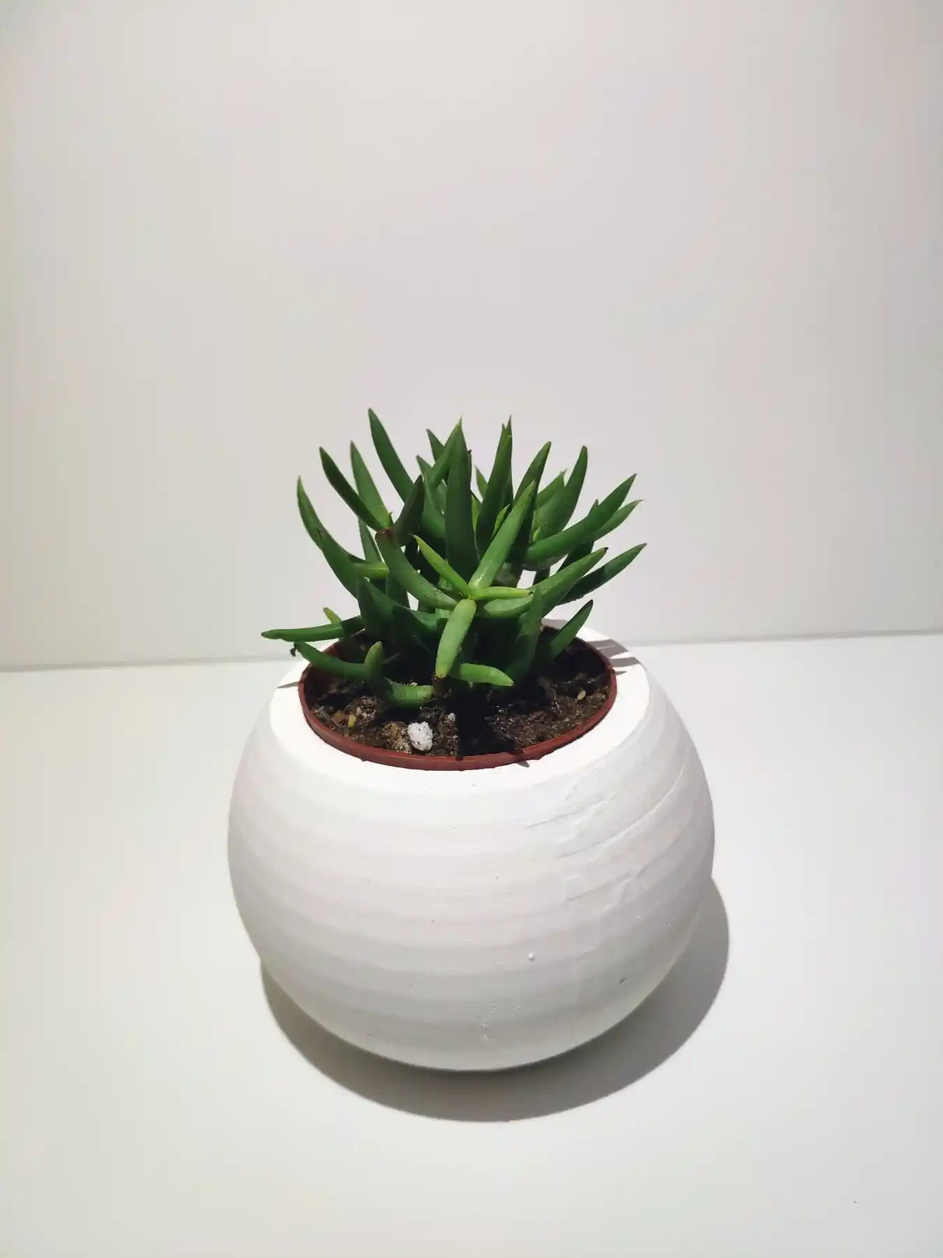 3’lü Sukulent Dekorasyonu ile Mekanınıza Doğal ve Şık Bir Dokunuş Yaratın