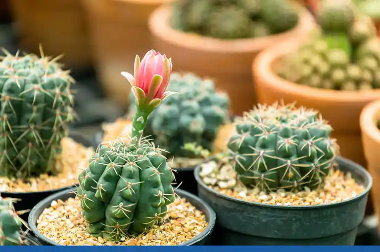 Açan Kaktüs Çeşitleri ve Dekorasyonda Kullanım Rehberi