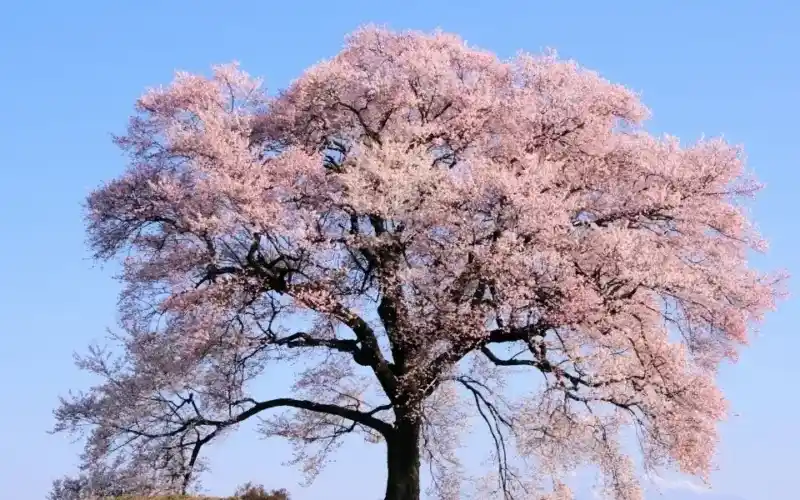 Ağaç Çiçekleriyle Dekorasyonda Doğal Zarafet ve Estetik Unsurlar
