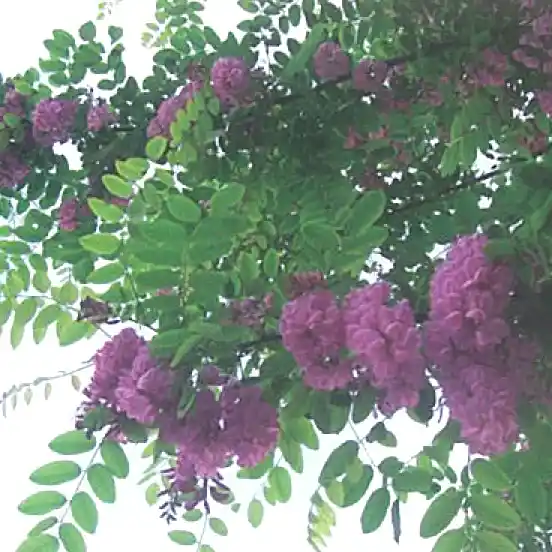 Akasya Ağacı Fiyatları ve Dekorasyonda Kullanım İpuçları