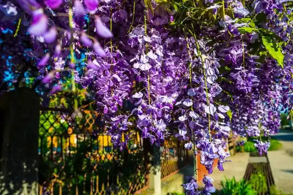 Akasya Çiçeği Nedir Yetiştirme ve Dekorasyonda Kullanım İpuçlarıyla Doğal Güzellik