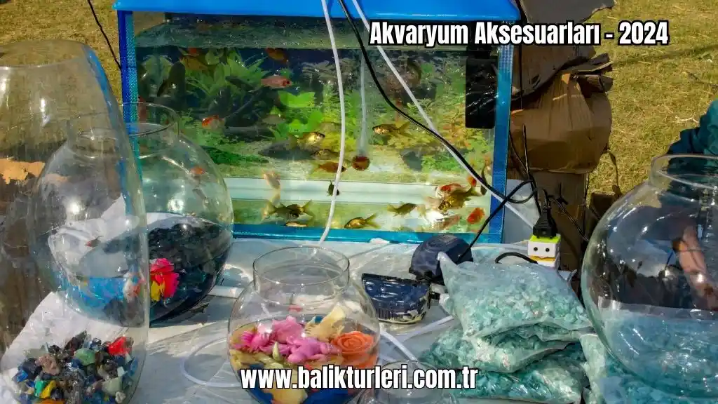 Akvaryum Dekorasyonunda Estetik ve İşlevselliği Birleştiren En İyi Aksesuar Seçenekleri